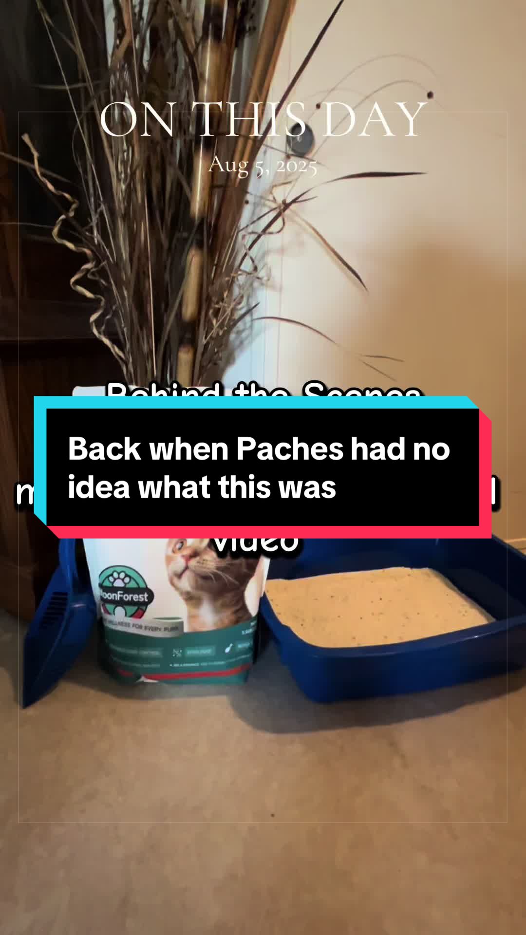 @catlover313official