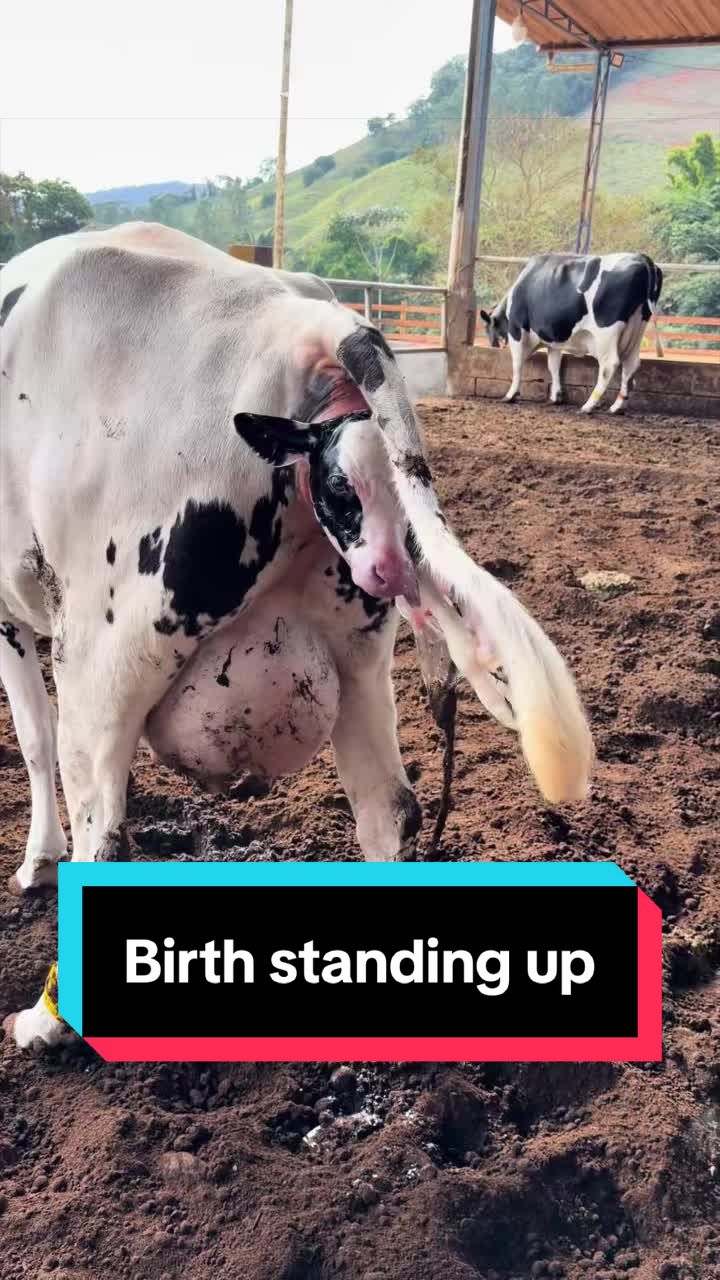 @Dairy Vet Dr. Michelle