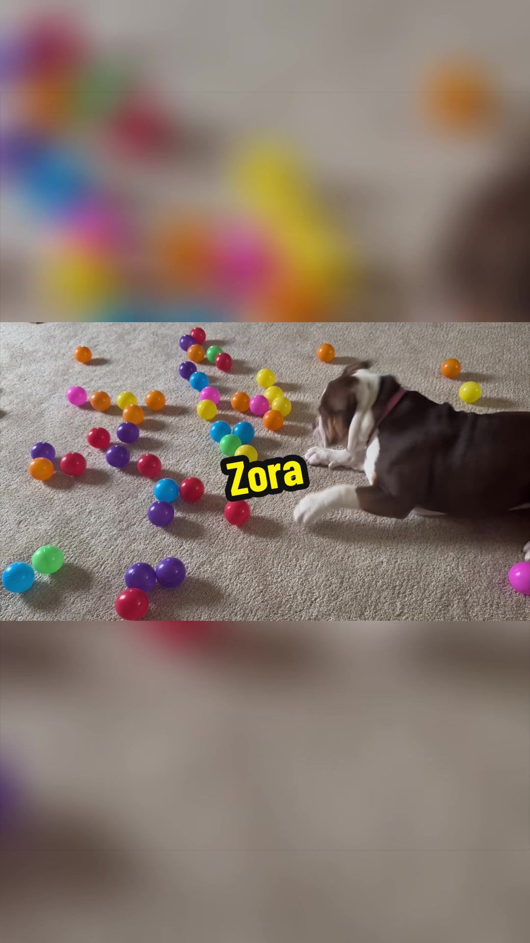 @Zora the bulldog