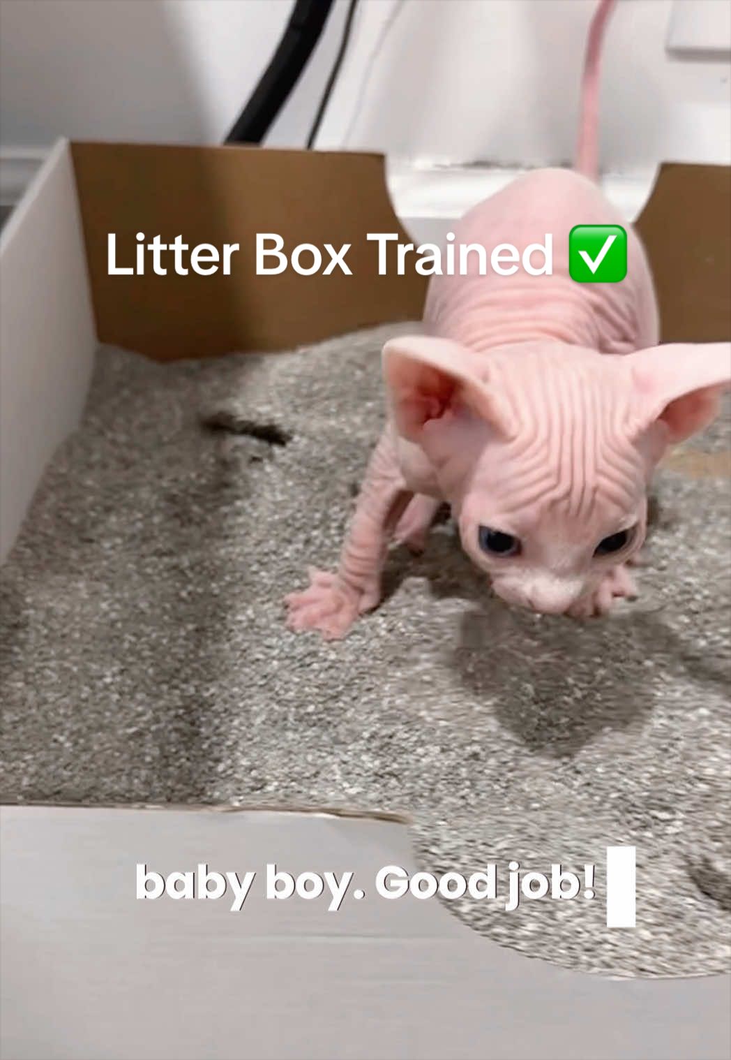 @Boba’s Buds Minskin Cats