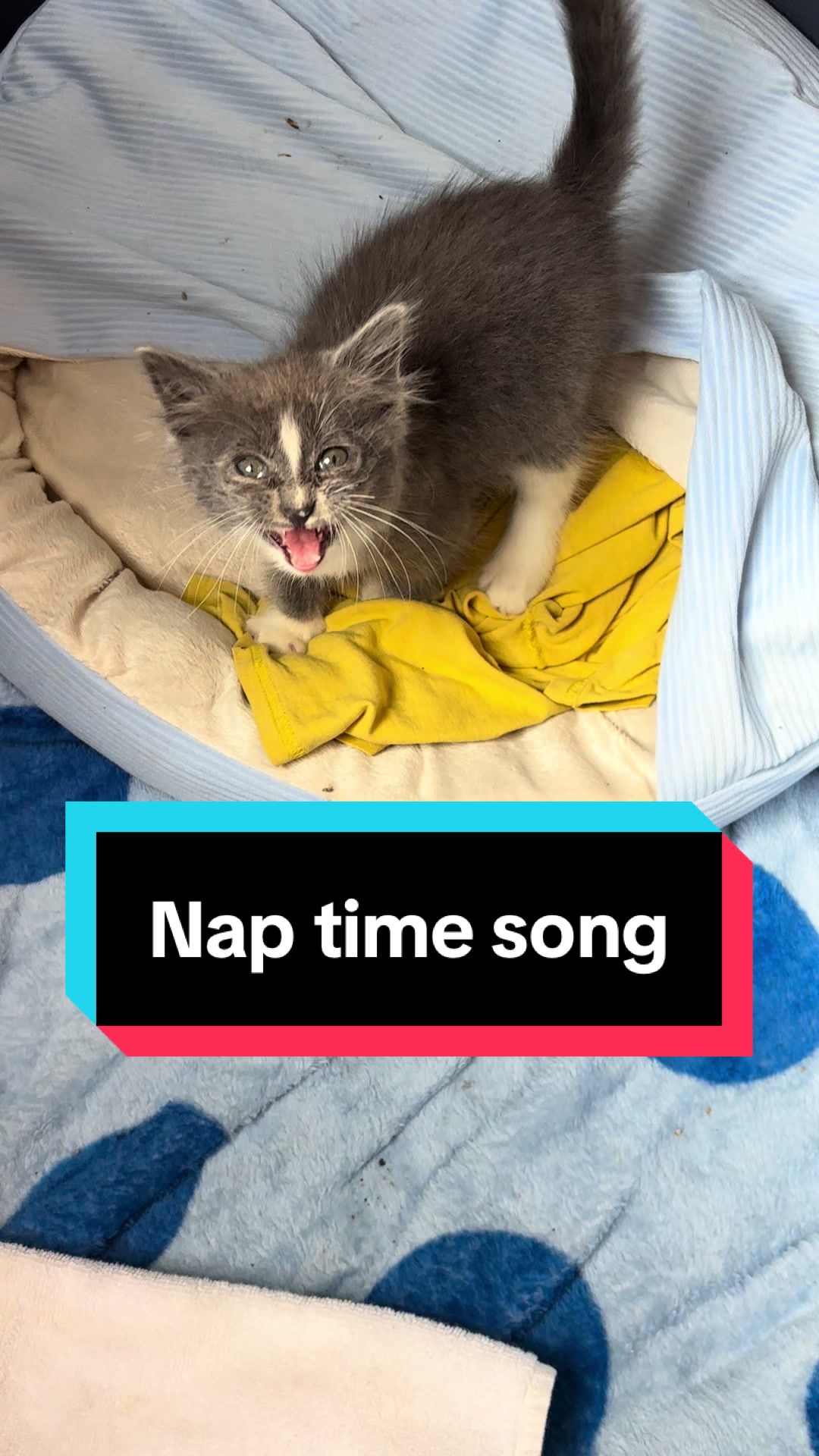 @sam_saves_cats