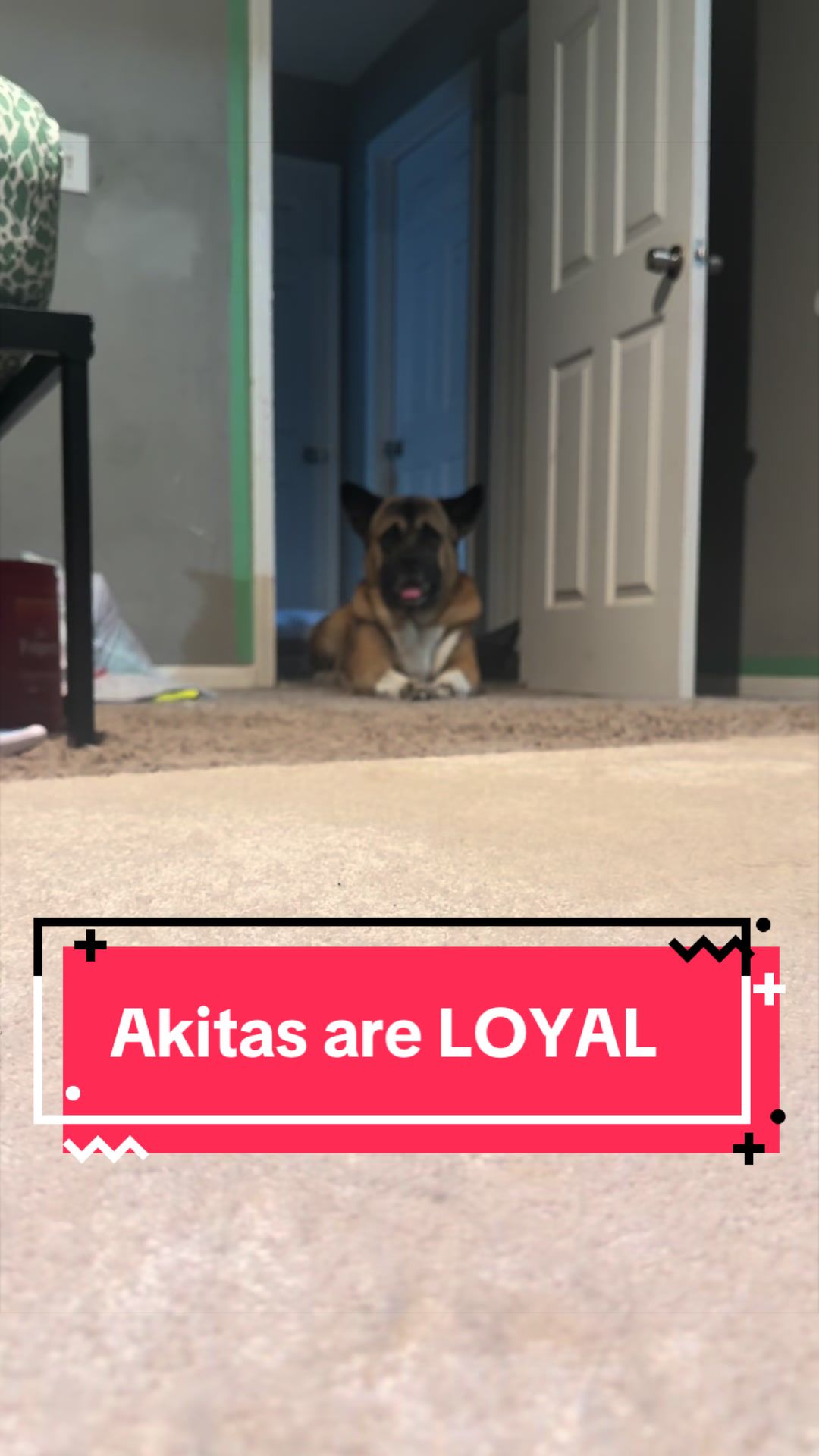 @Akita Brothers