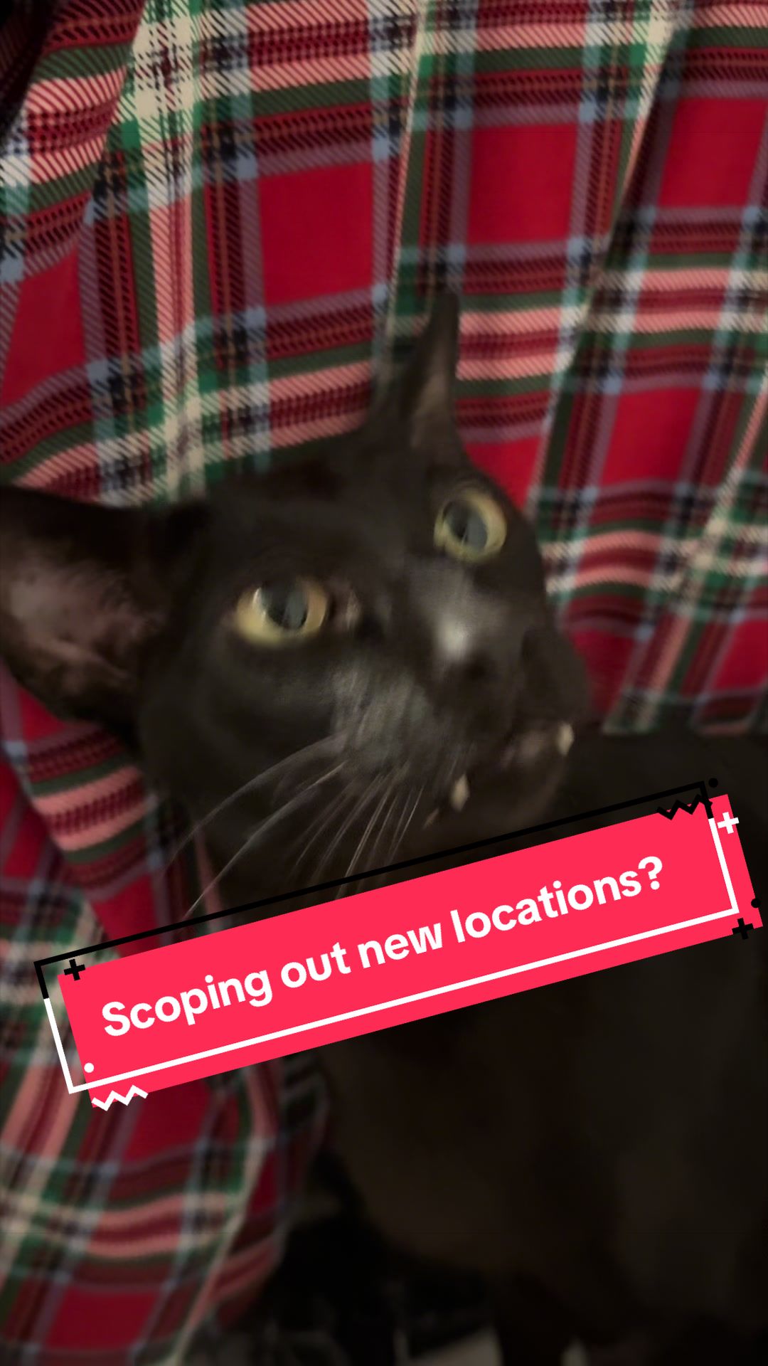 @hobbikats