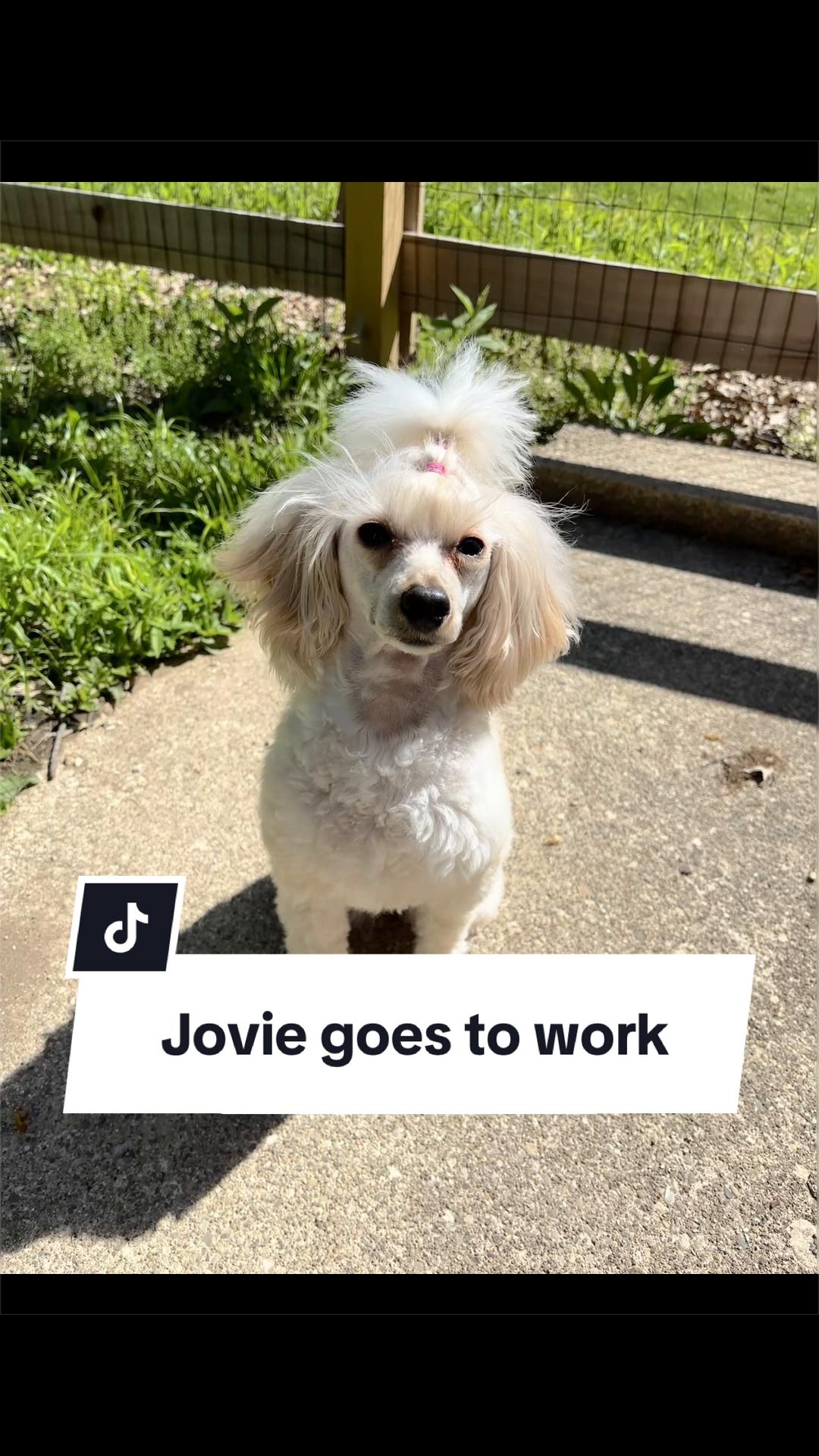 @Maddie, Jovie & Nessie🤍🤎🐩