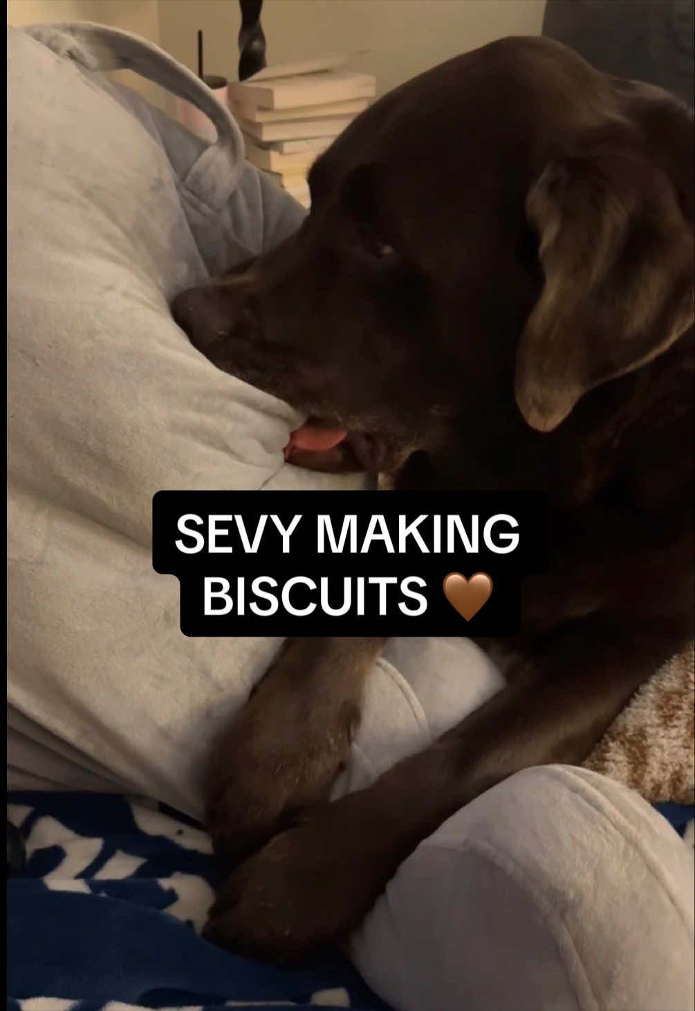 @Sevy and Gus 🐾