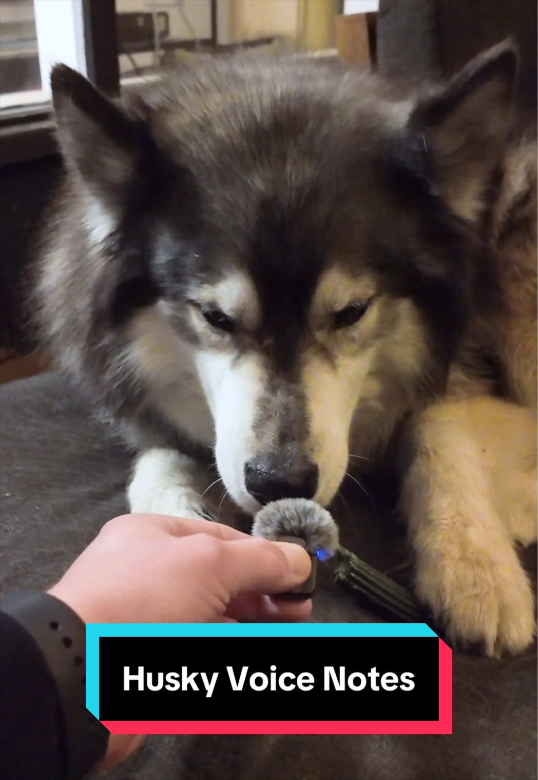 @Siberian Derpskies