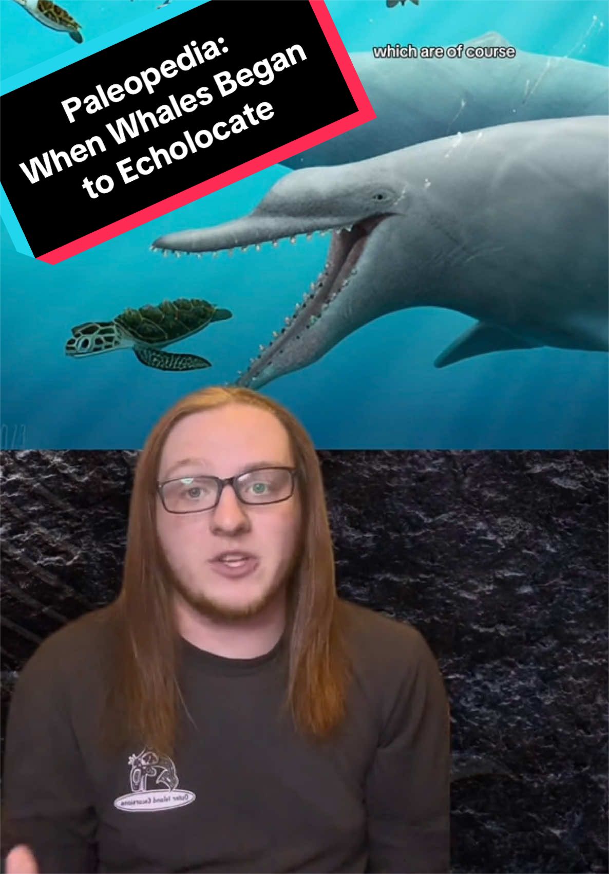 @Paleopedia