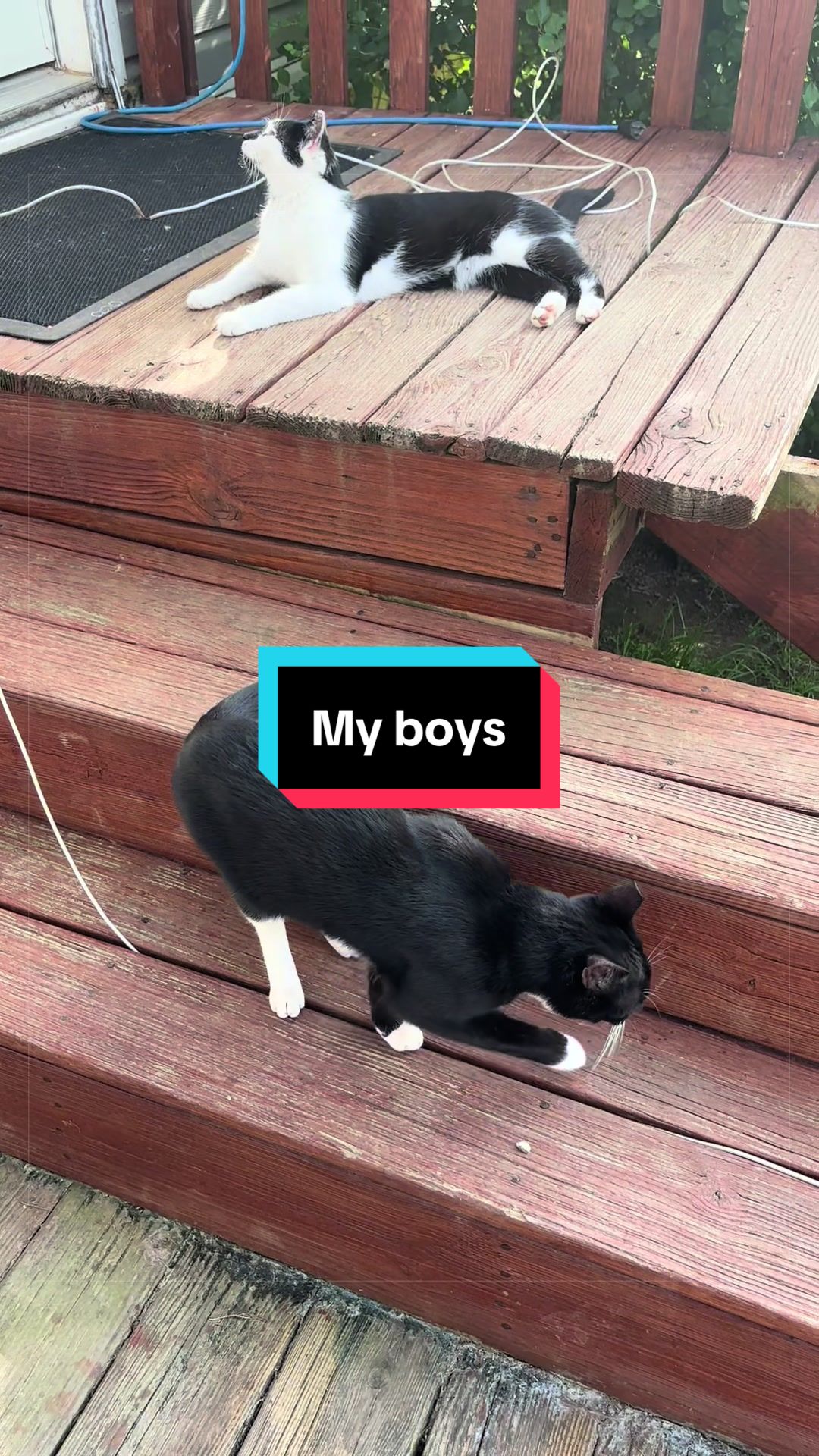 @catlover313official
