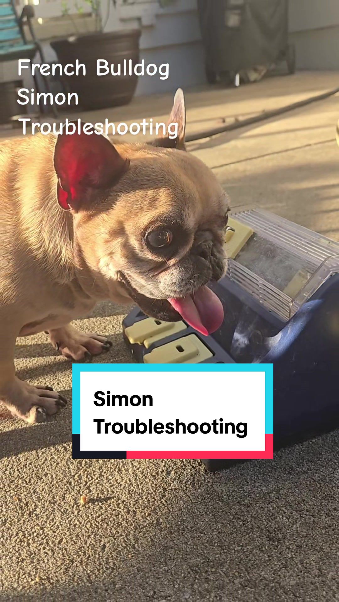 @HoneysuckleandSimon