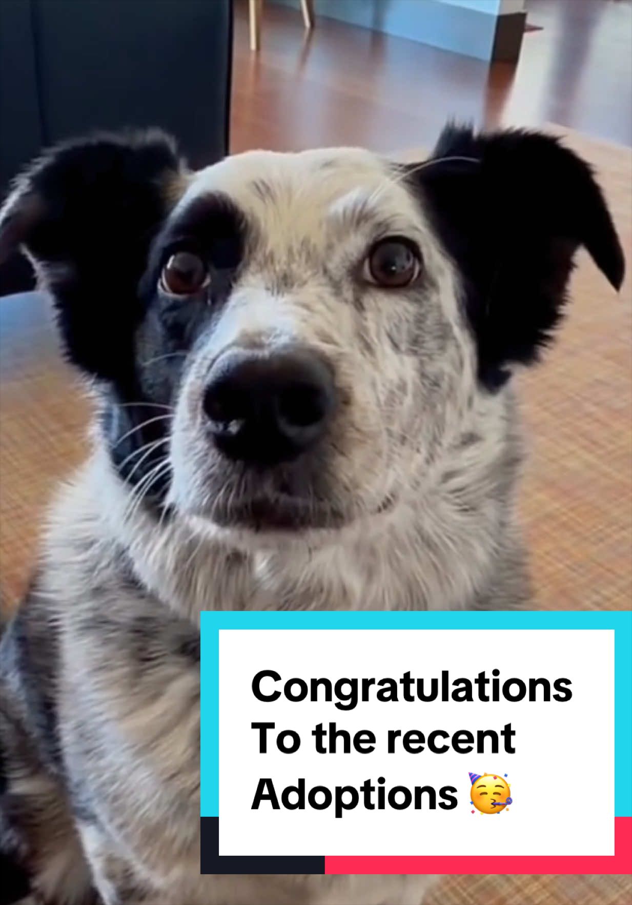 @Joyful Pets