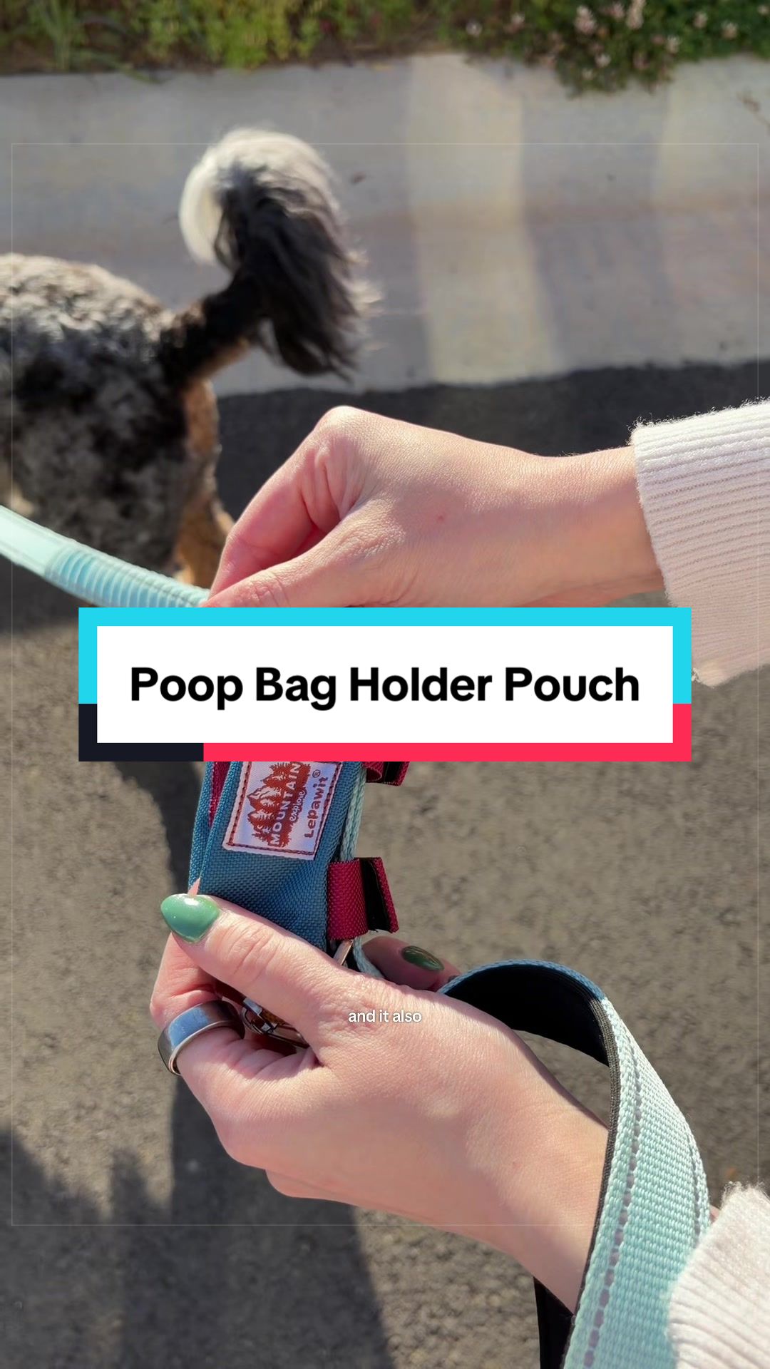 @Archie The Bernedoodle