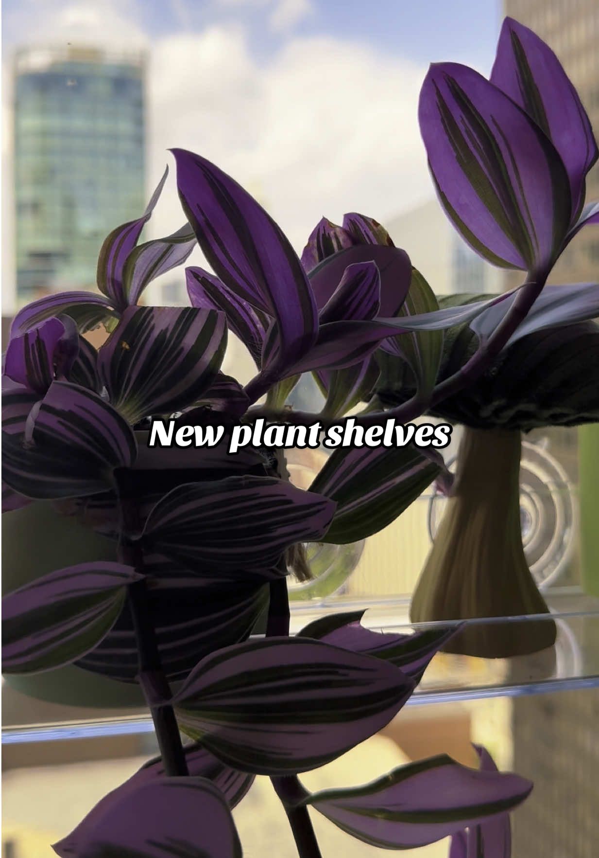 @Plant Girly 🪴