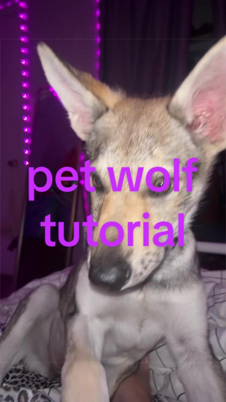@littlestrobloxer