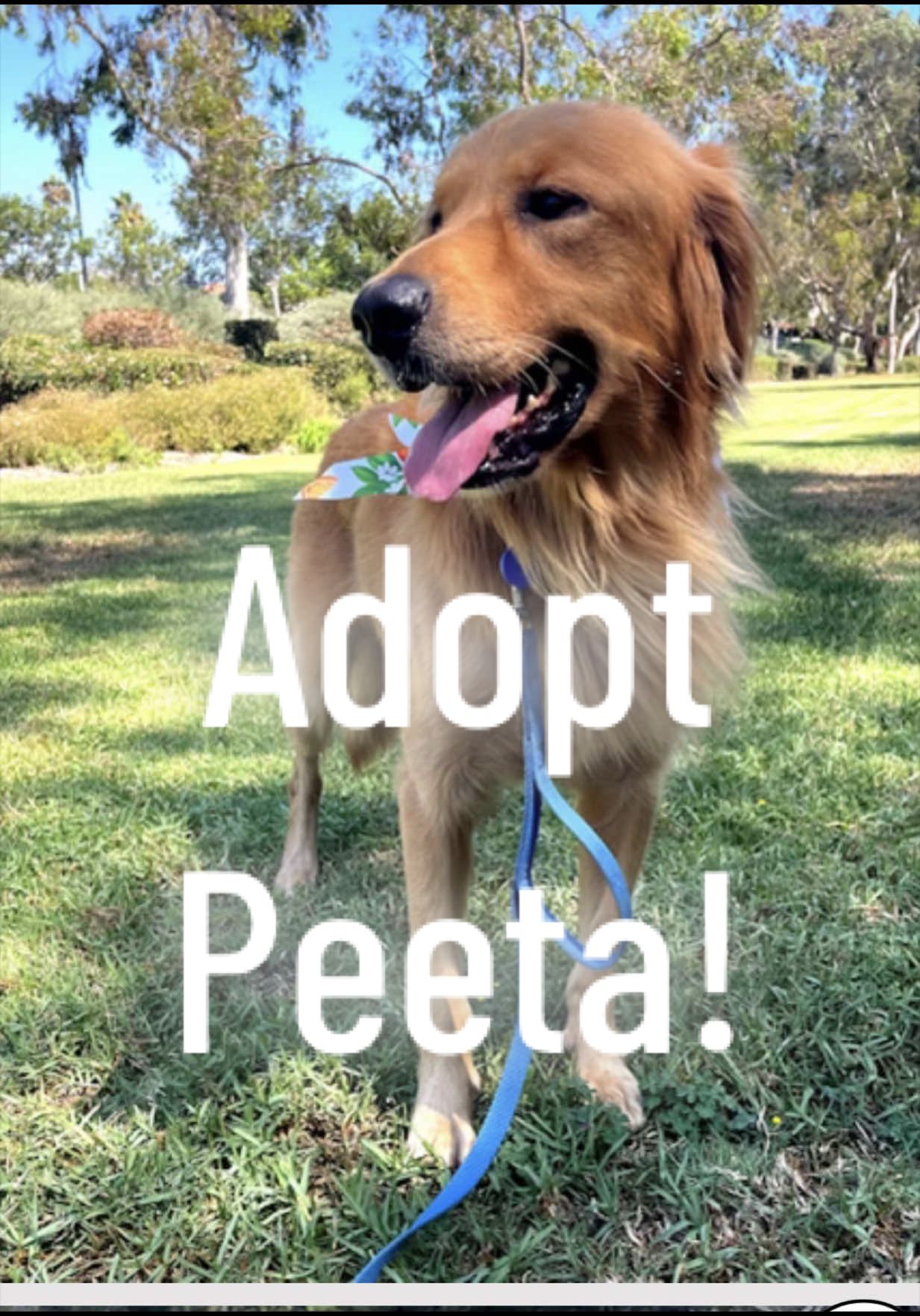 @drcaitlinveterinarian