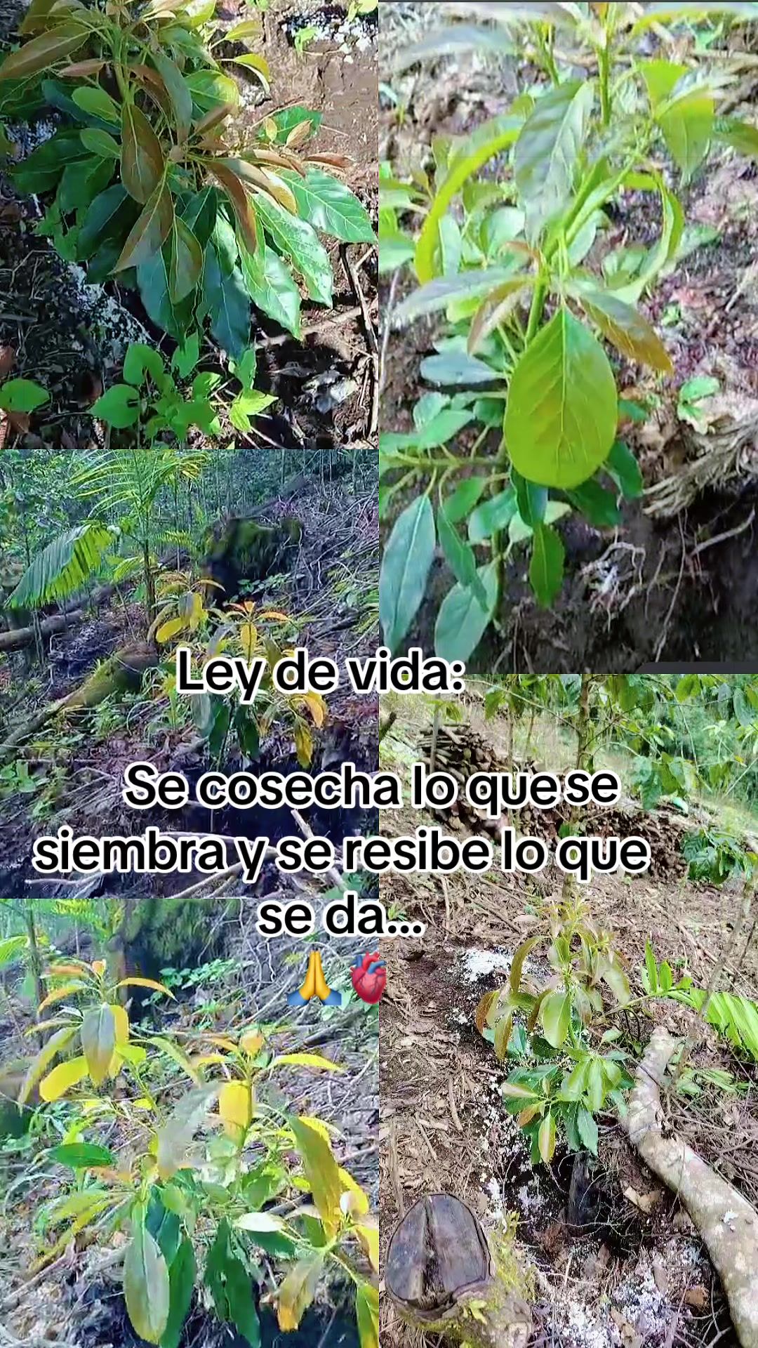 @fercho arias