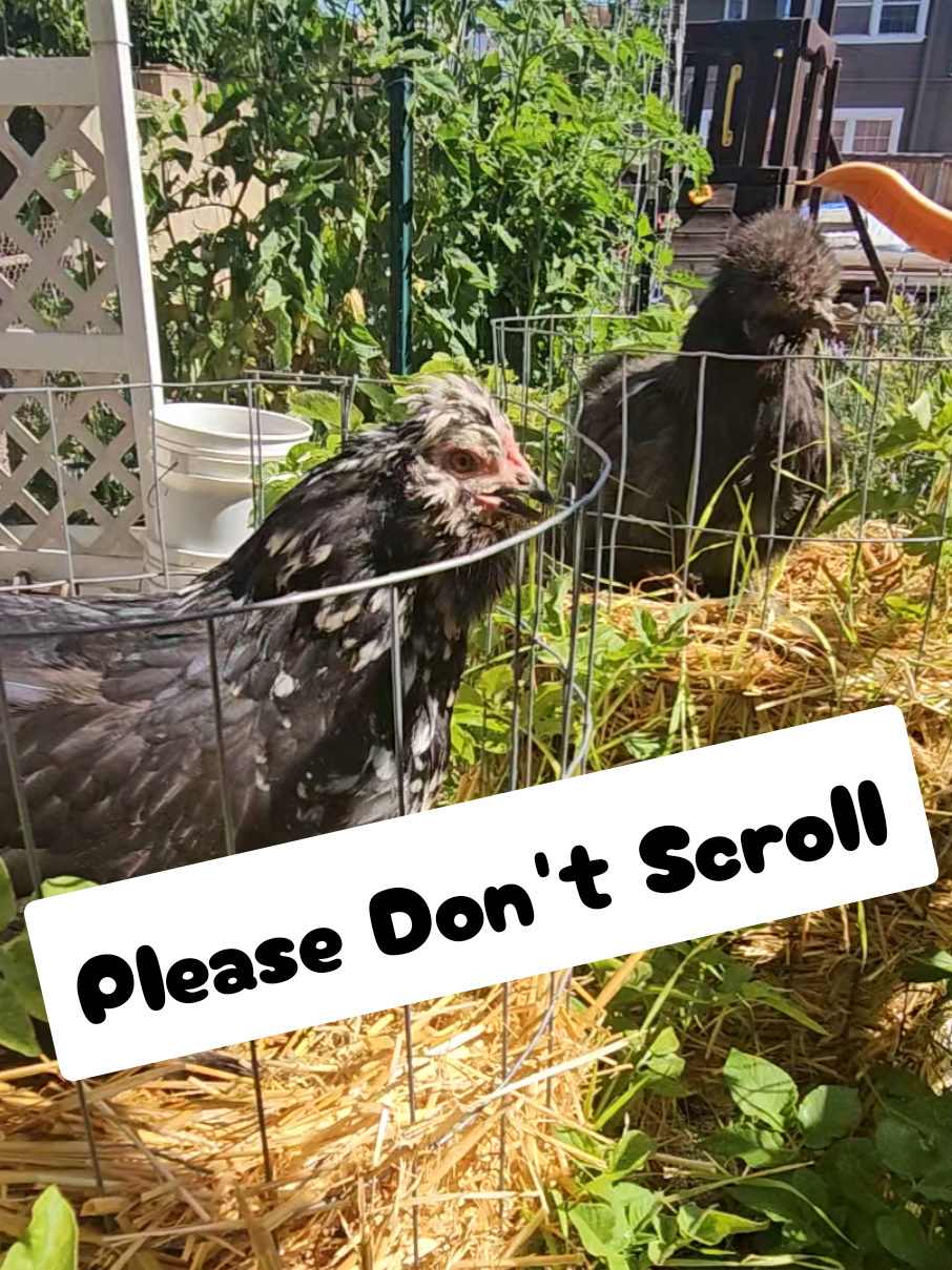 @The Ten Hens