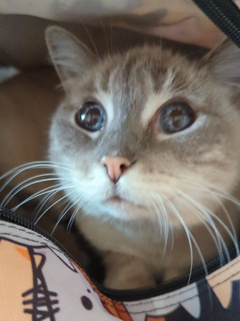 @GatosdeMami😺