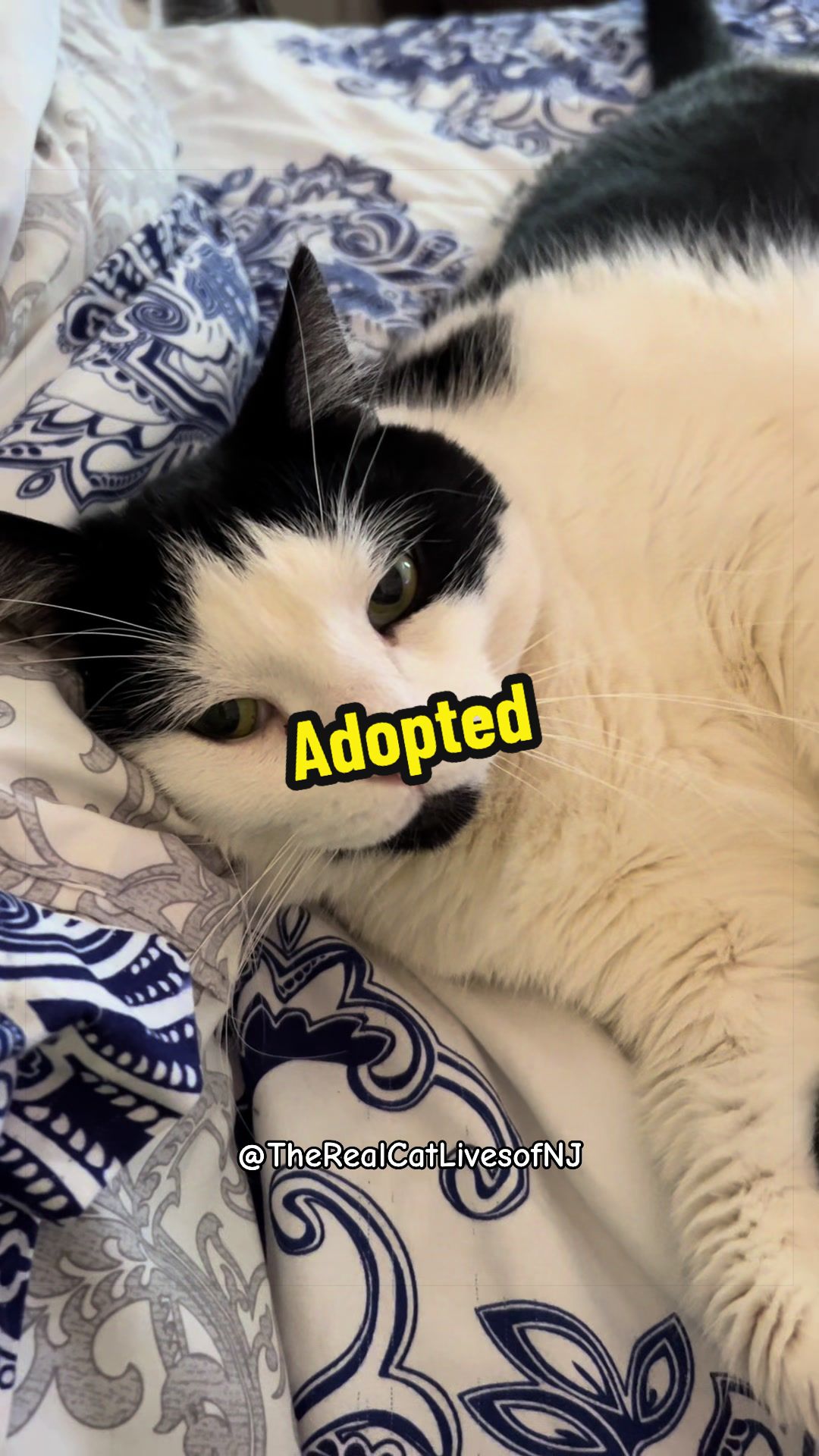 @🐾Therealcatlivesofnj 🐾