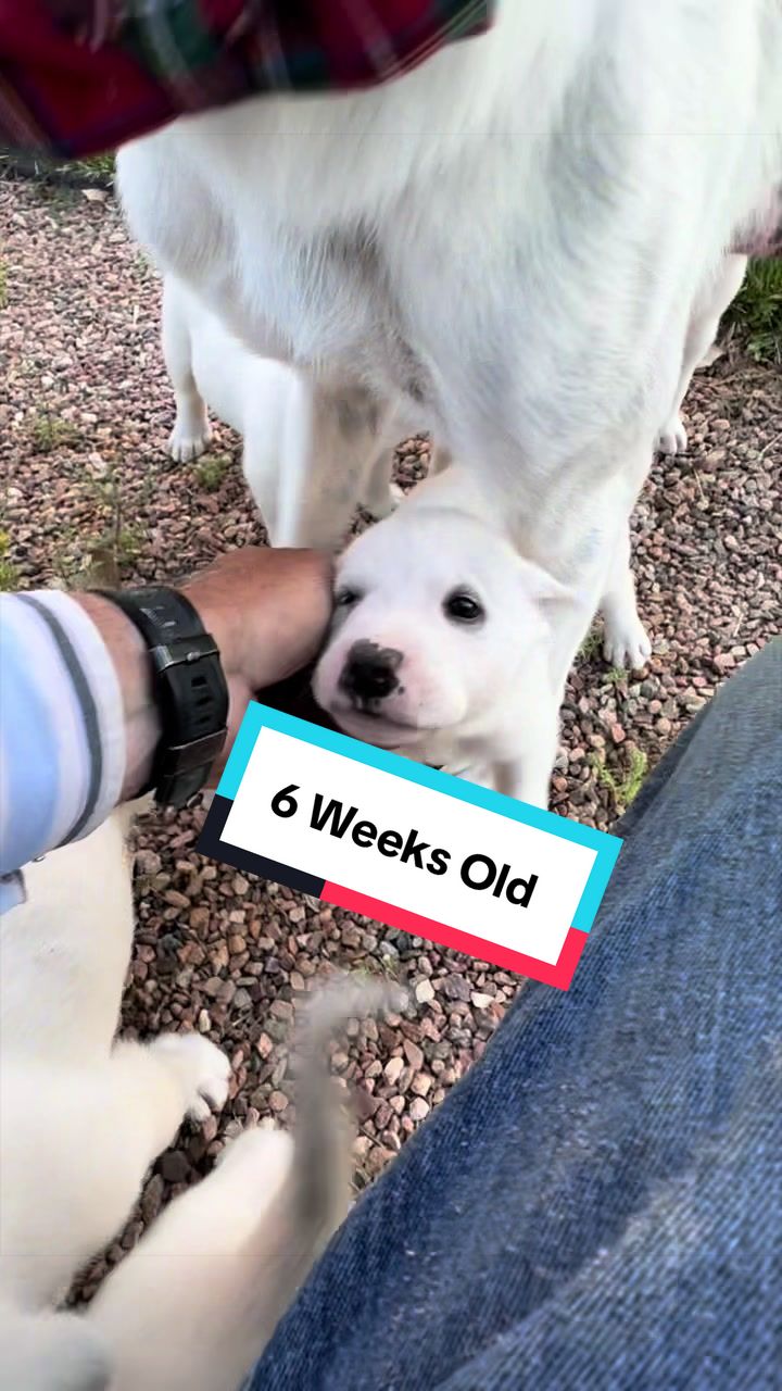 @cowboymax