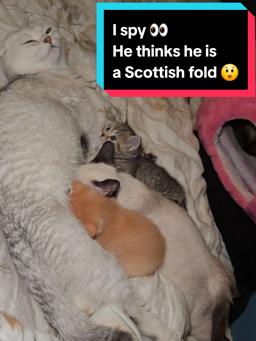 @Brittany's Beauties Kittens