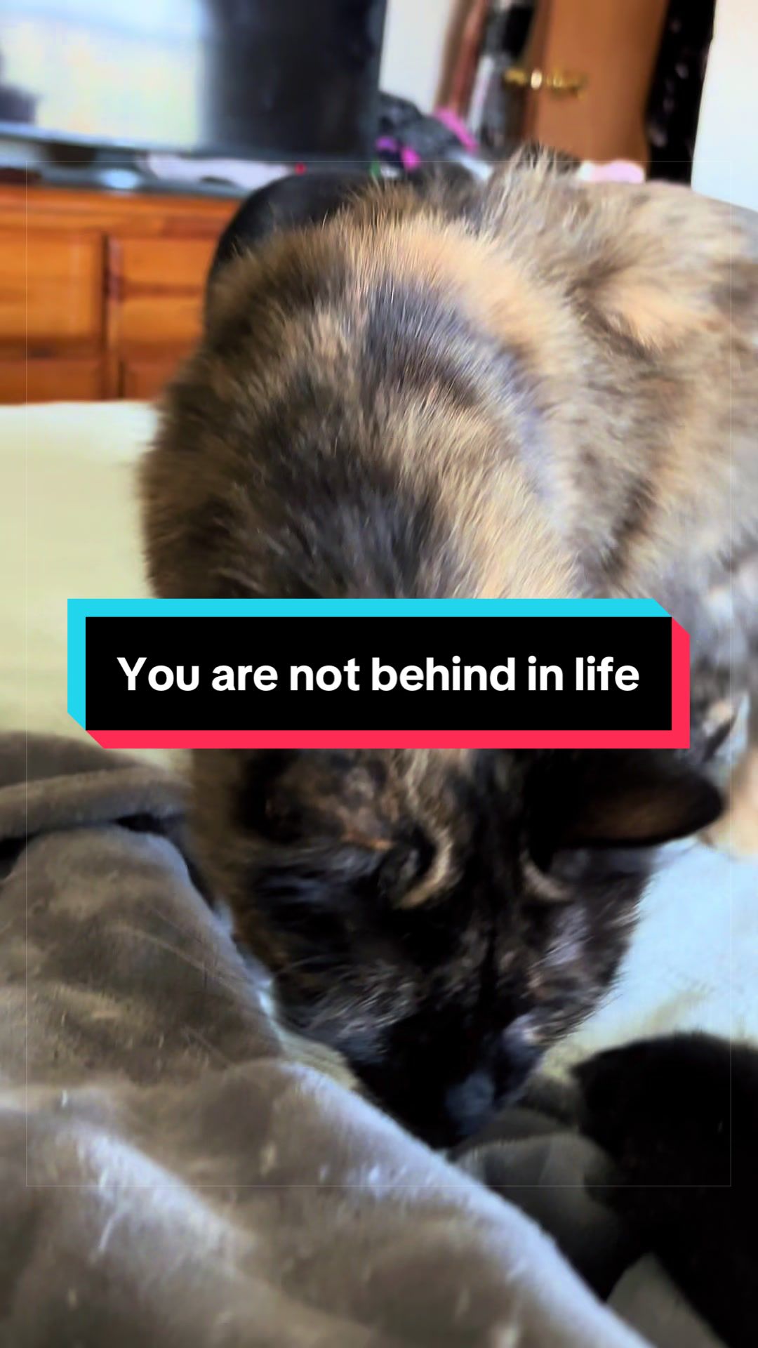 @catlover313official