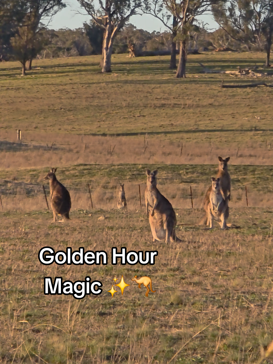 @Myka.American in Australia
