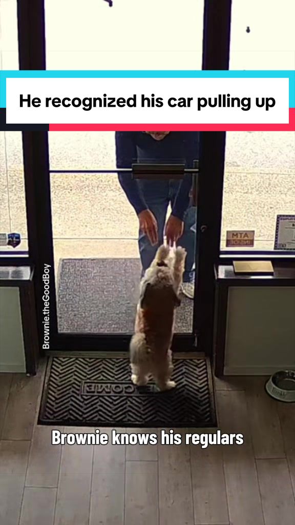 @Brownie #1 Store Dog Greeter