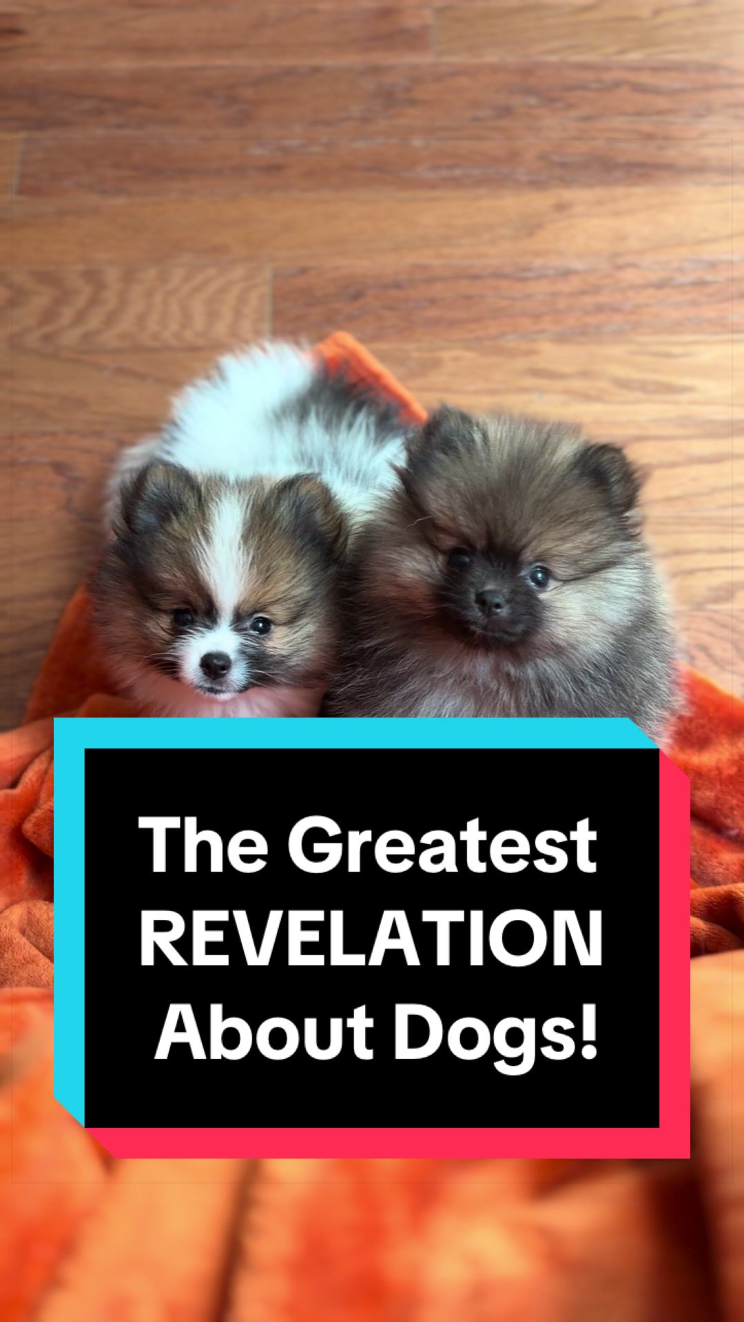 @blessedlittlepaw