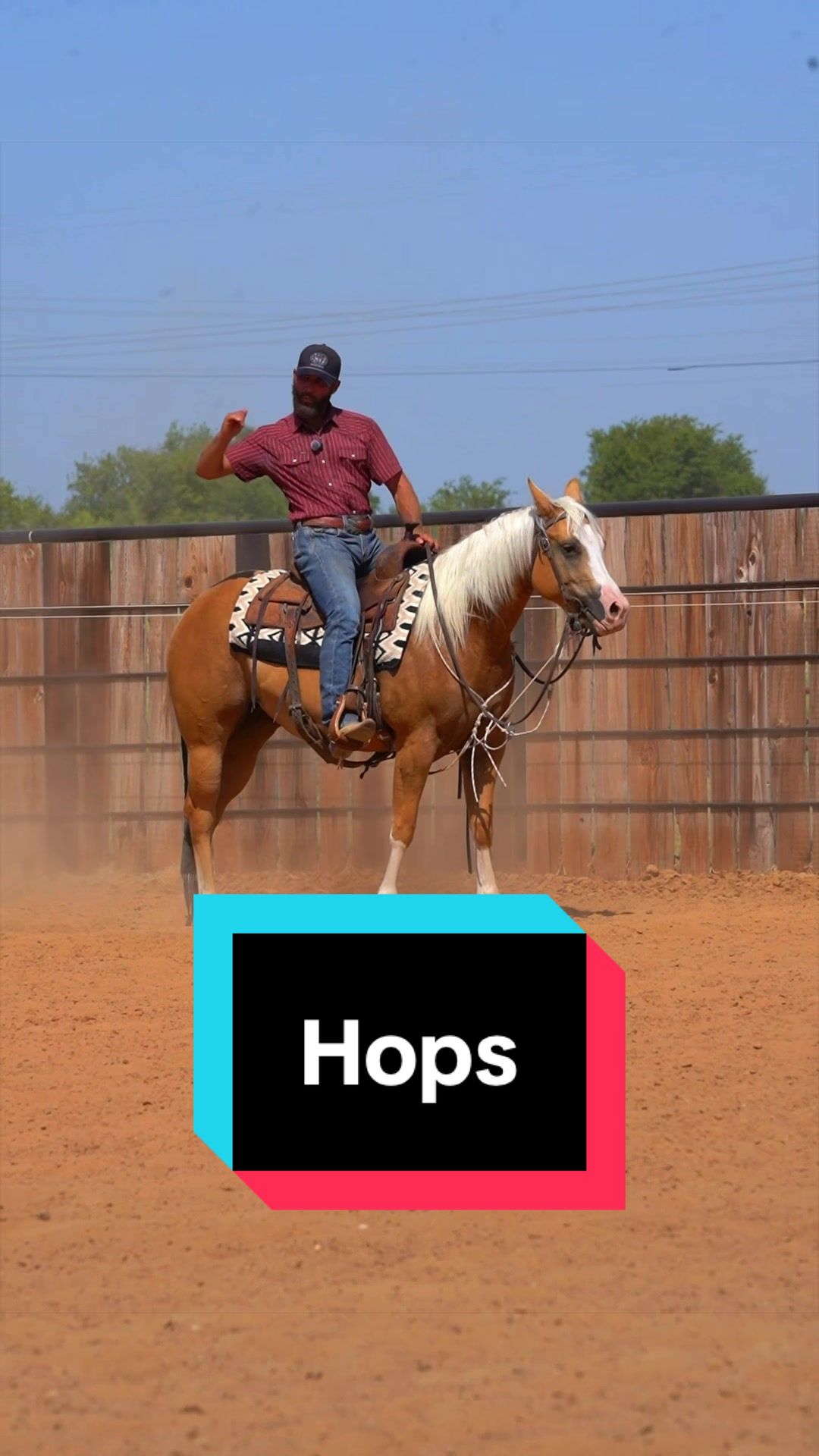 @WS Horses