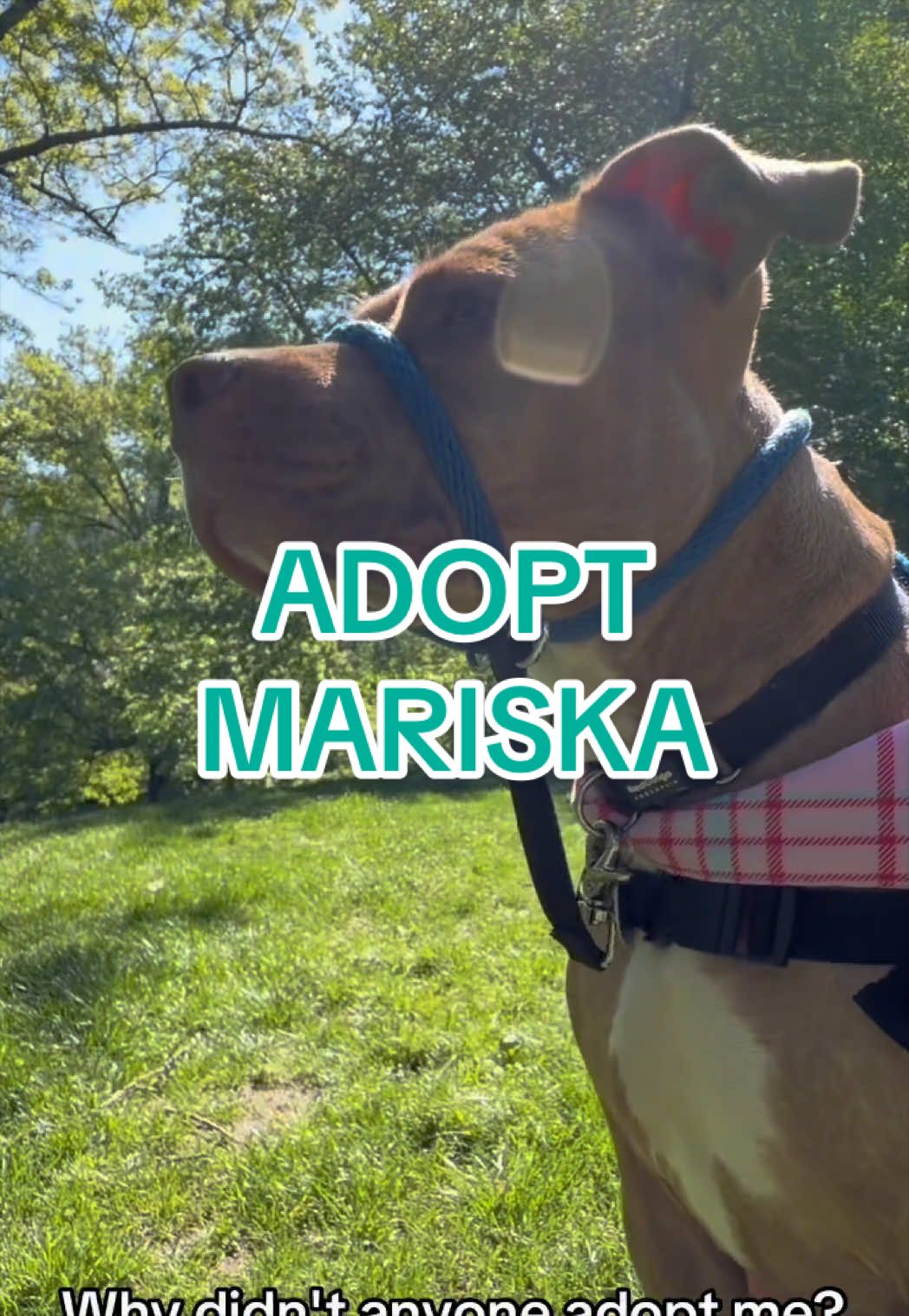 @Adopt a Pet