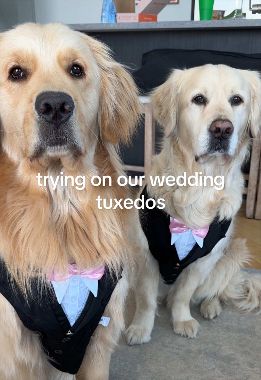 @Frank & George the NYC goldens