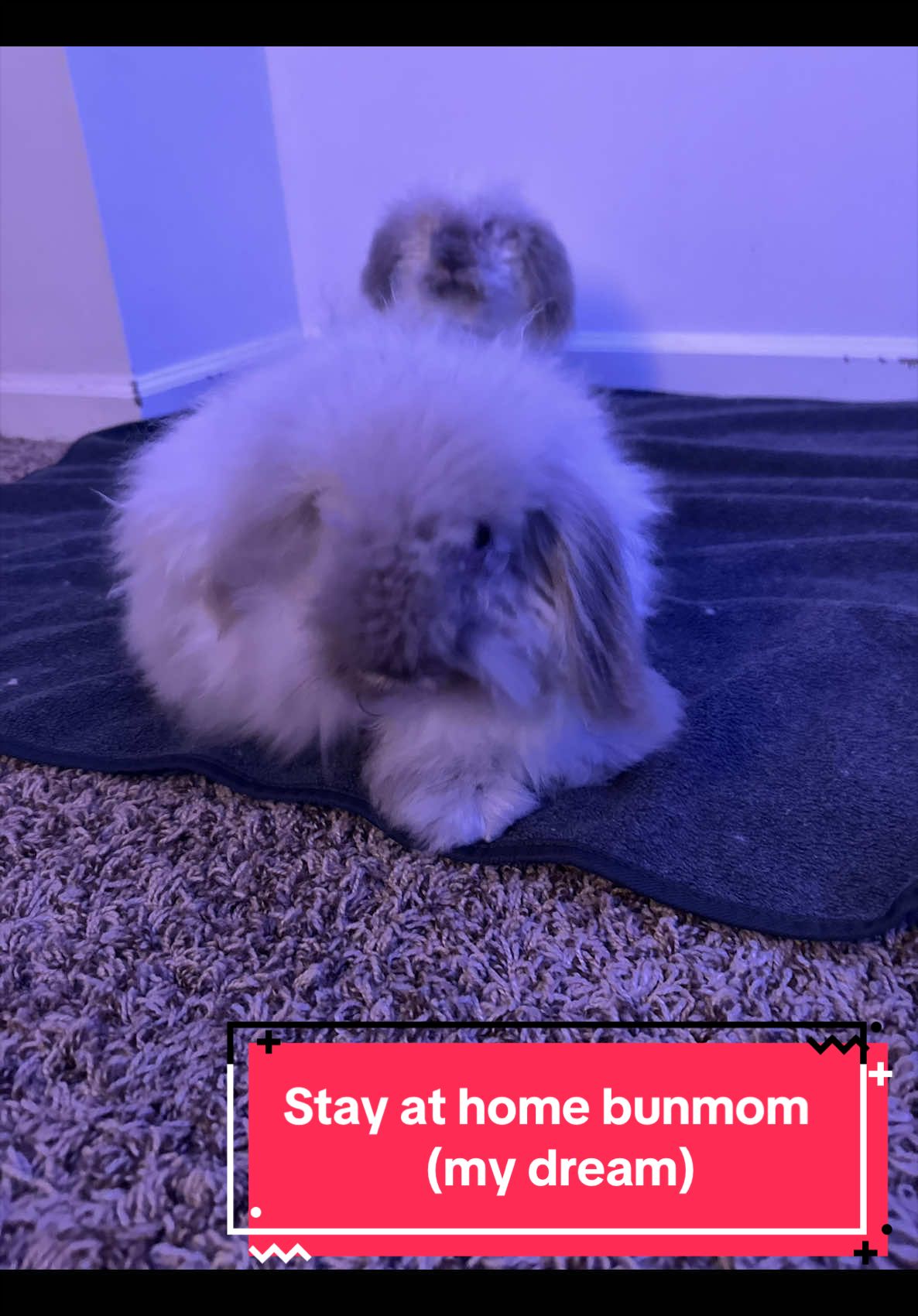 @Sir Crouton & Olive