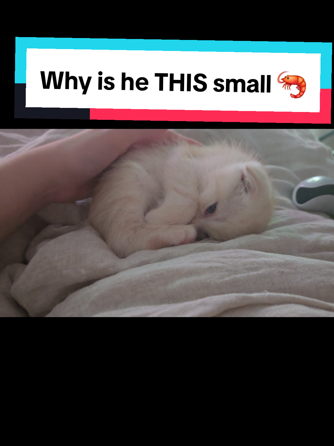 @Brittany Beauties Kittens