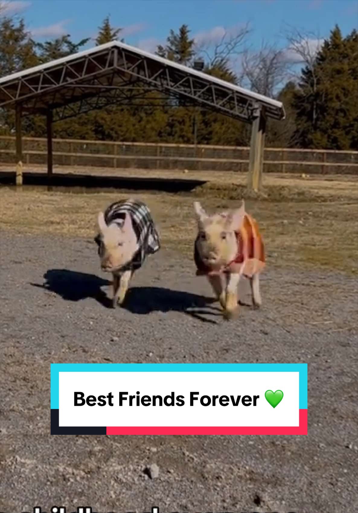 @The Gentle Barn | Sanctuary