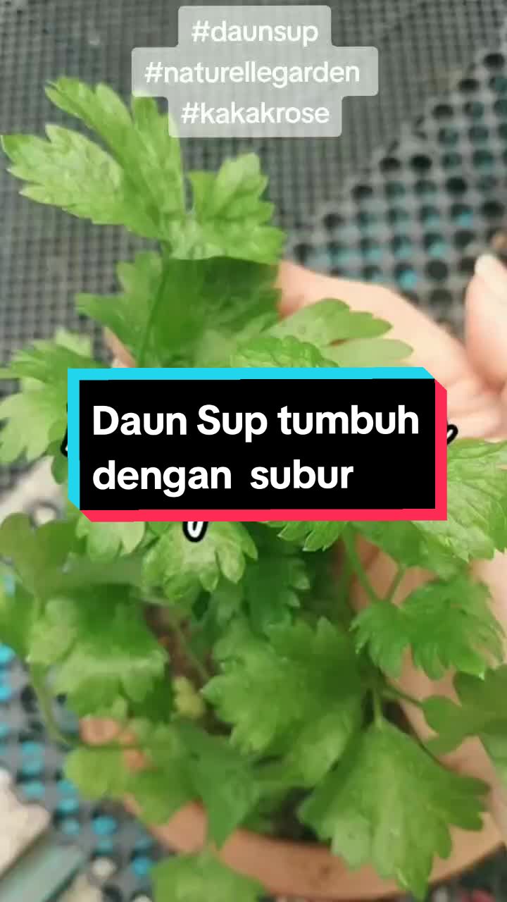 @Kakak Rose