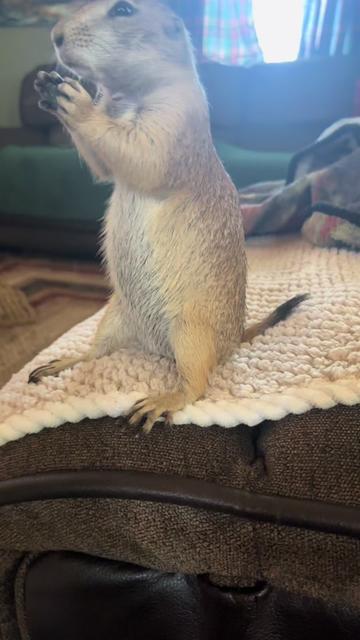 @Sarahsquirrels43🐿️