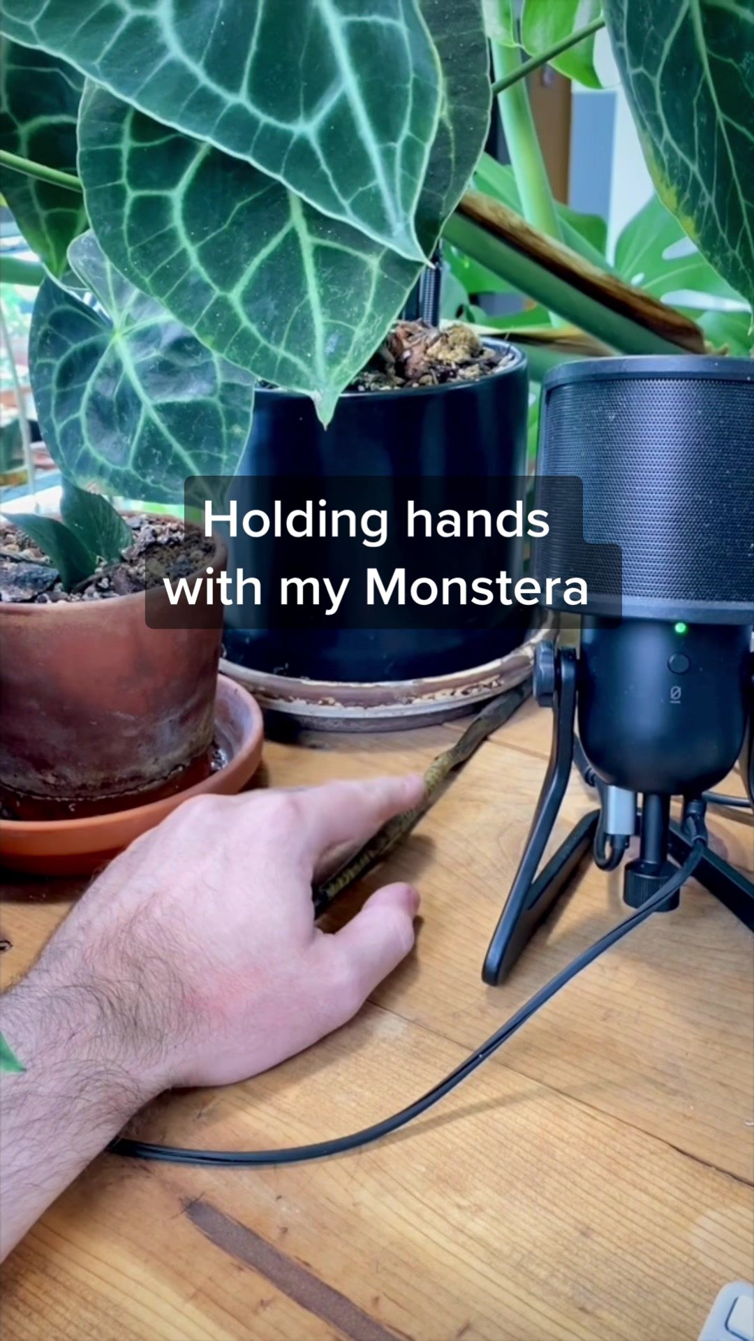 @Plant Daddy Podcast