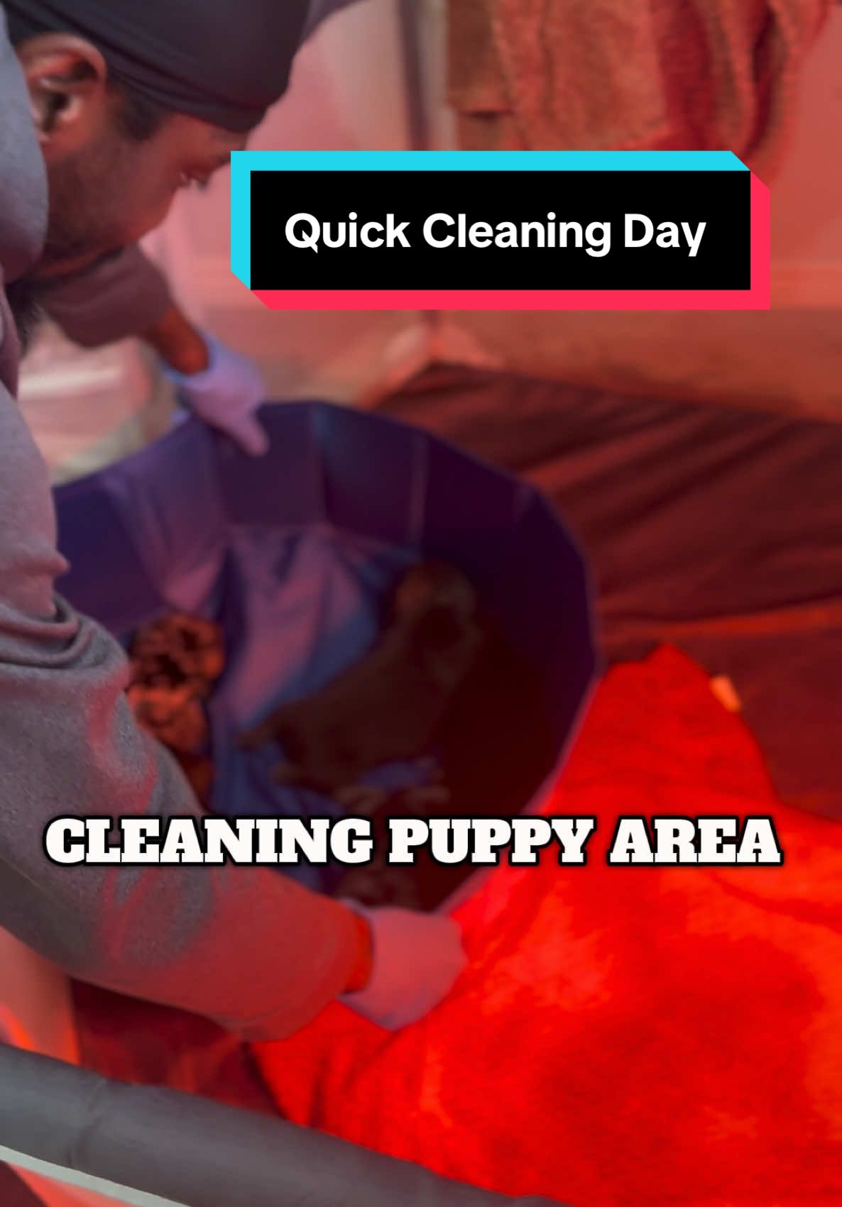 @BigDawgKennels