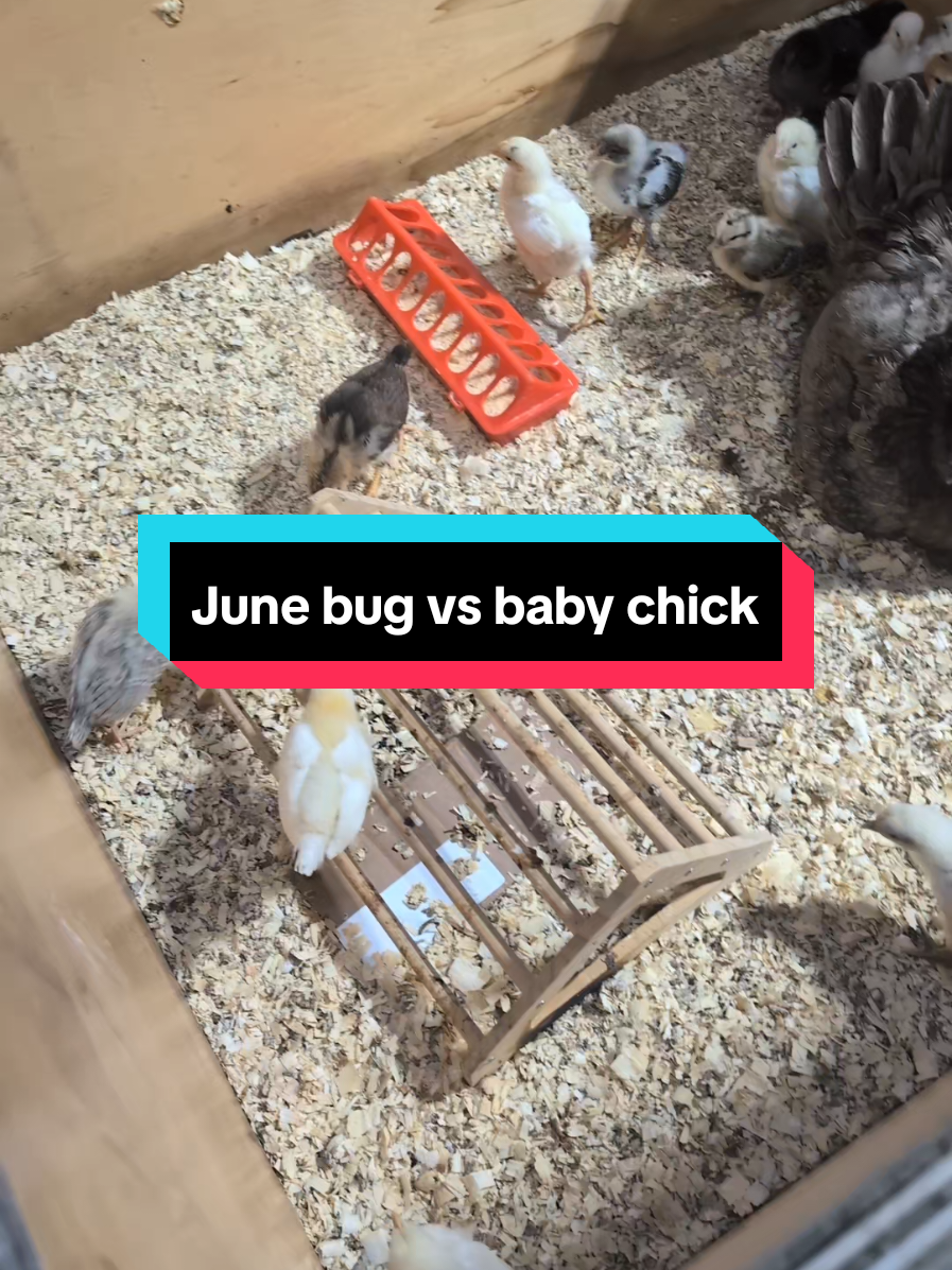 @Chickens & Bullies