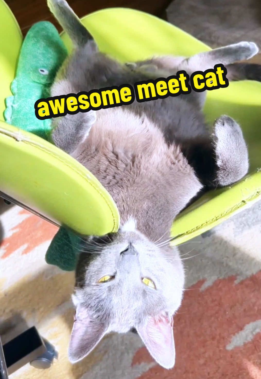 @NermalTCat