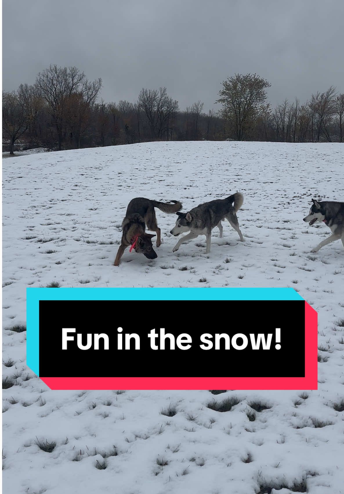 @Fully Unleashed K9 Training