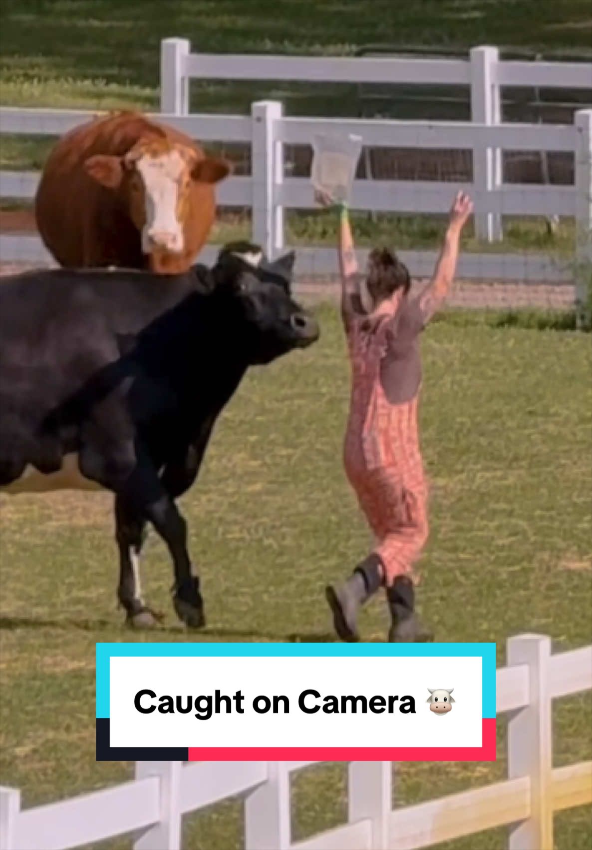 @The Gentle Barn | Sanctuary