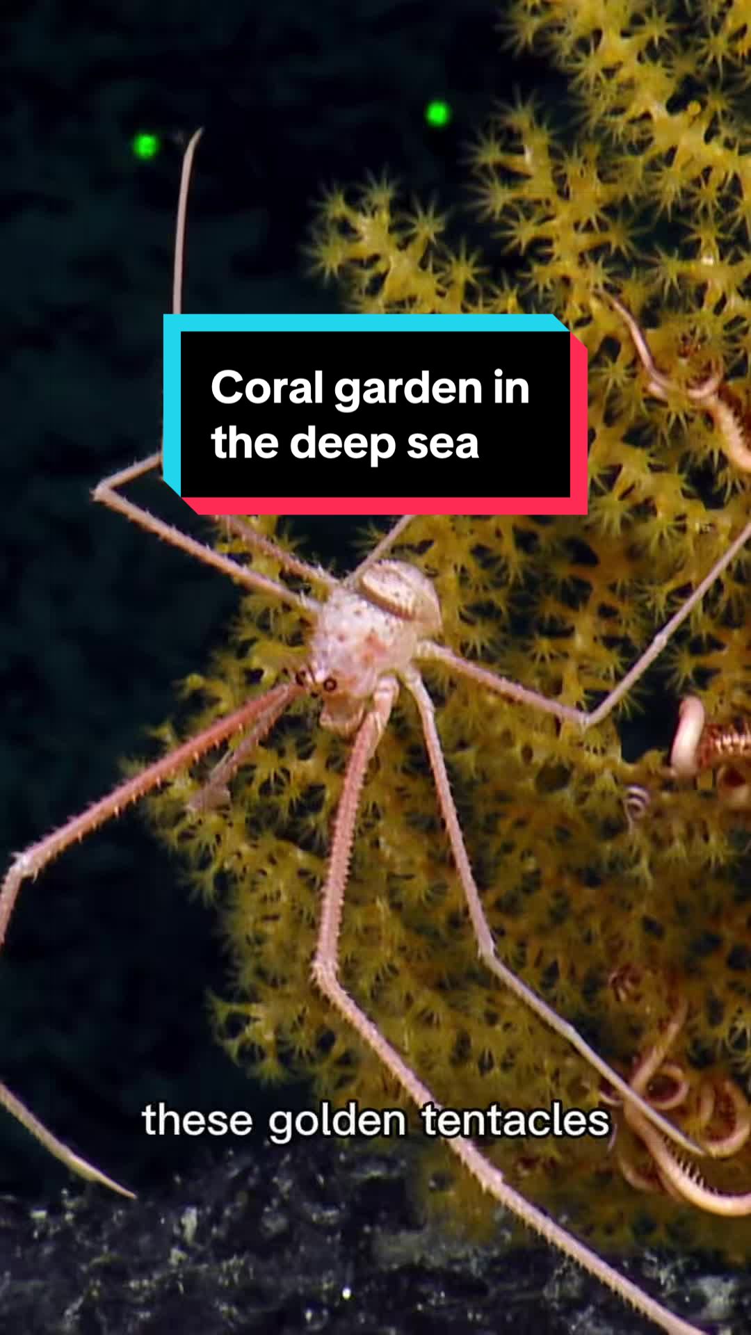 @Ocean Exploration Trust