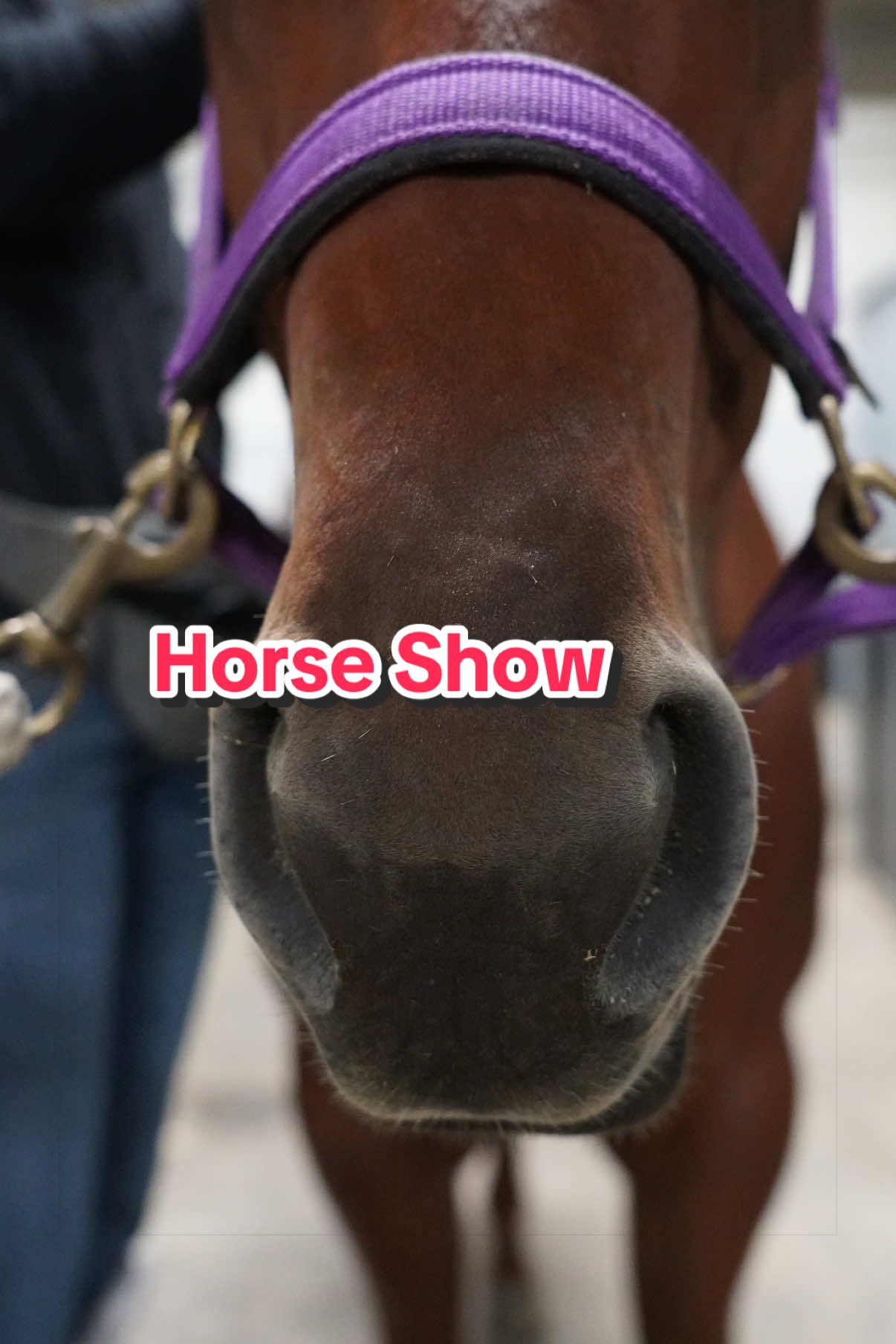@horselife