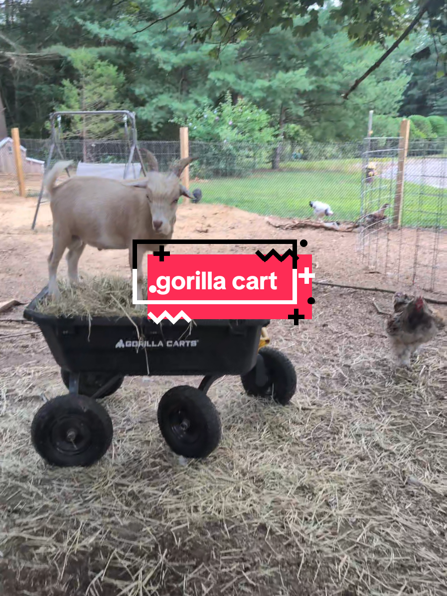 @Chickens & Bullies