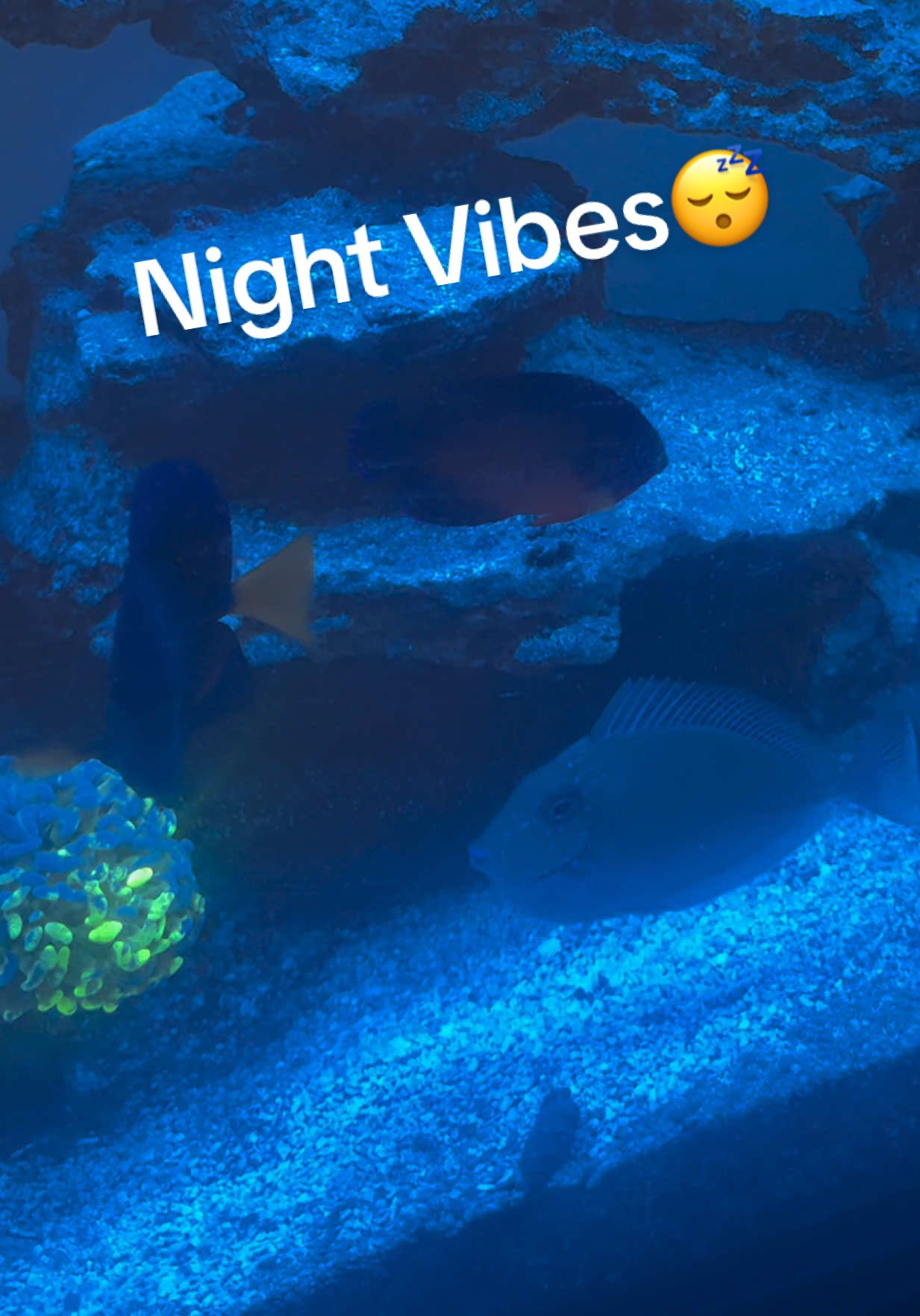 @reefer_z