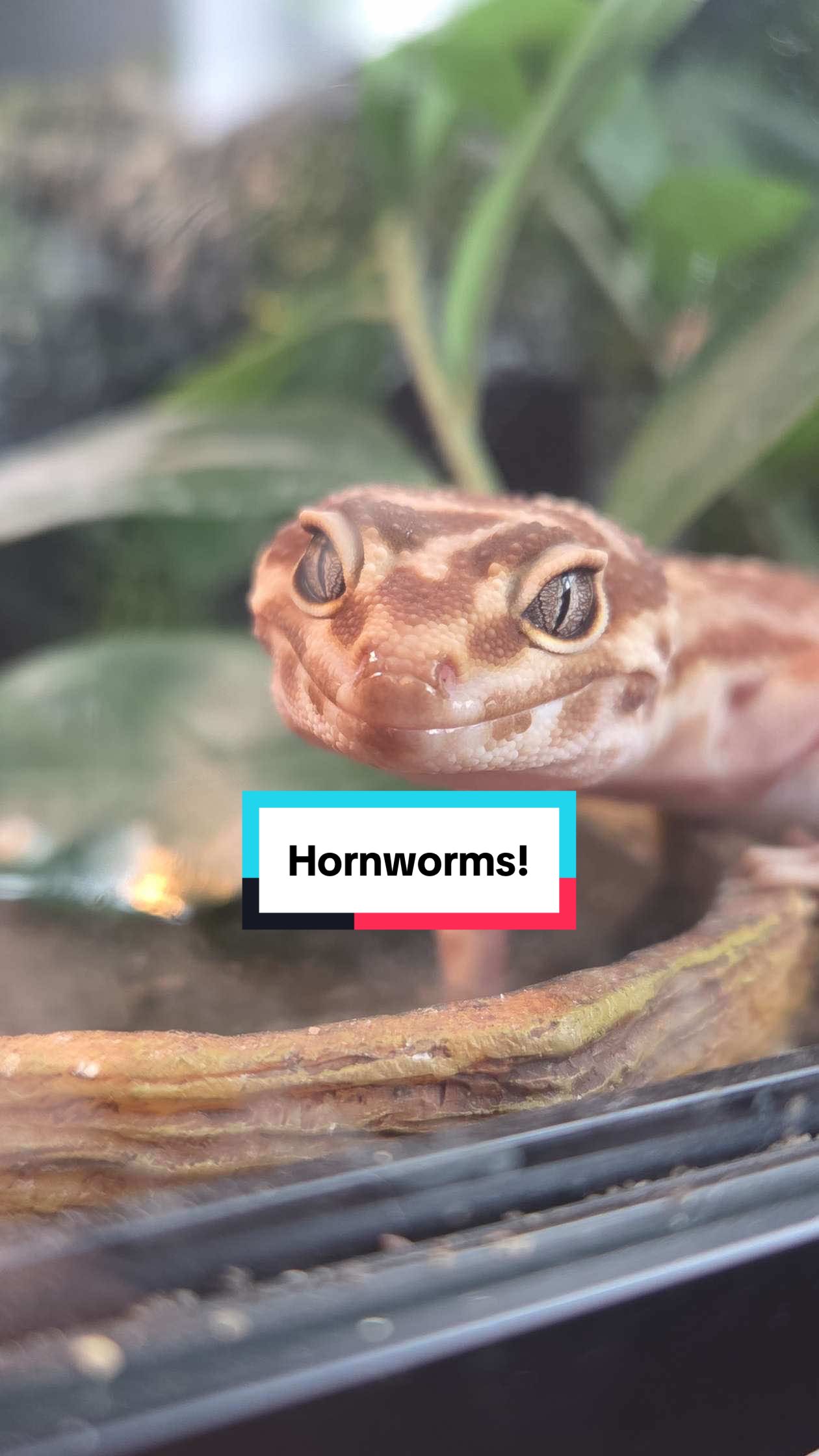 @Megan 🦎 🐈