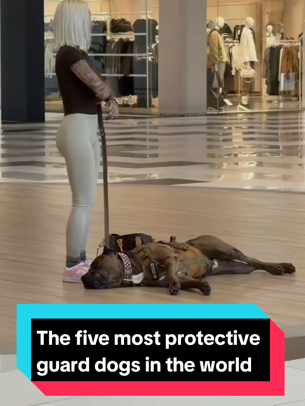 @The pet post