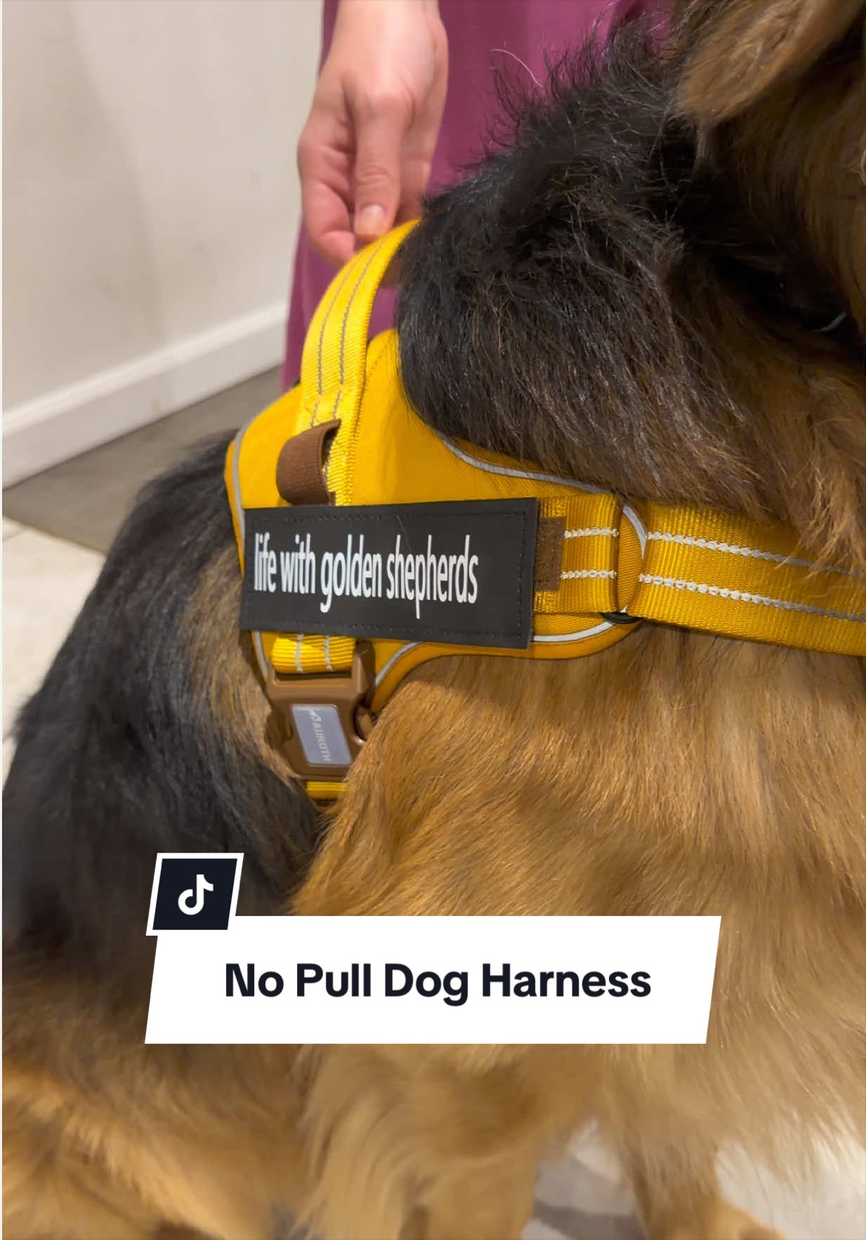 @lifewithgoldenshepherds