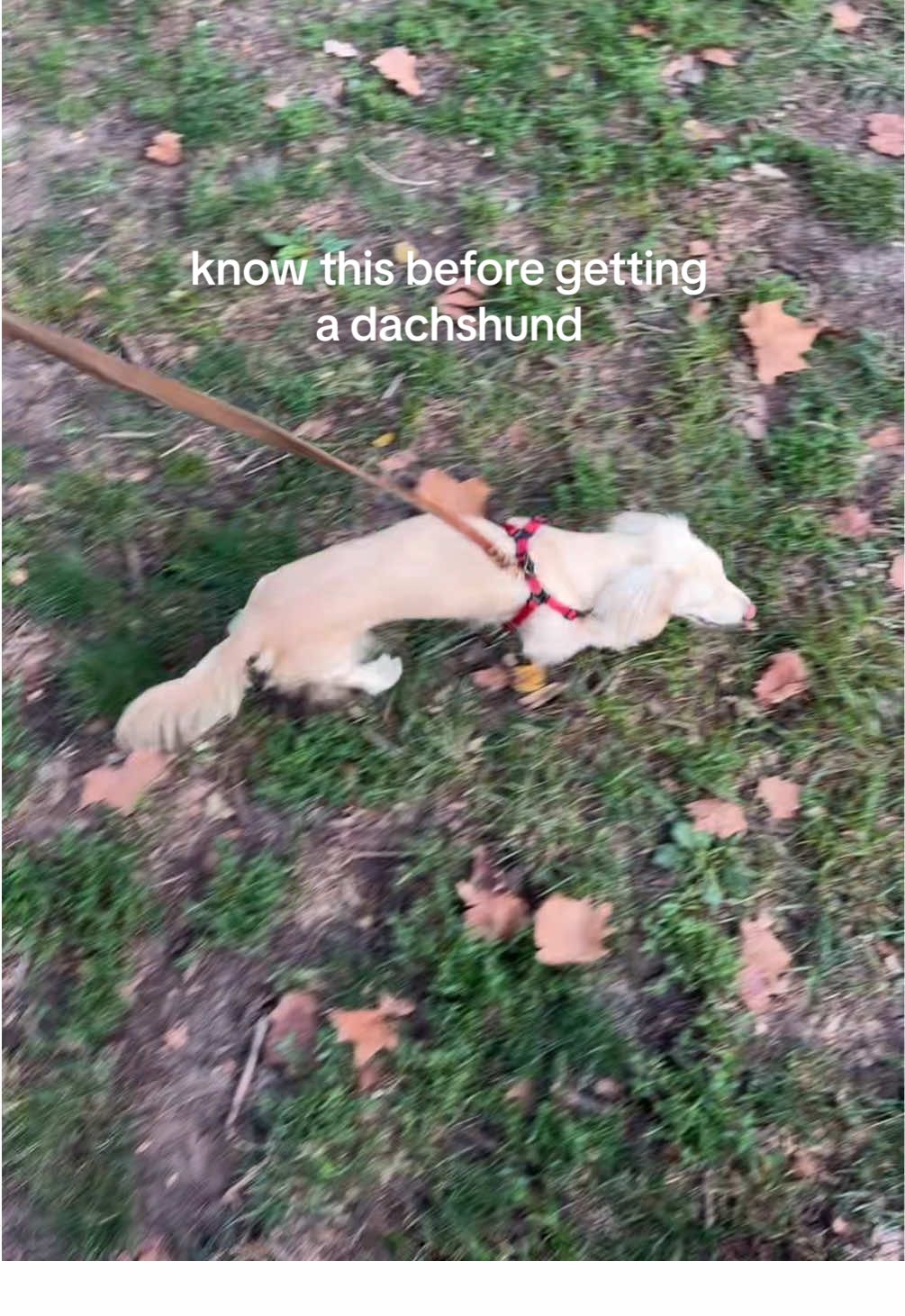 @Bisou 🤍 Cream Mini Dachshund